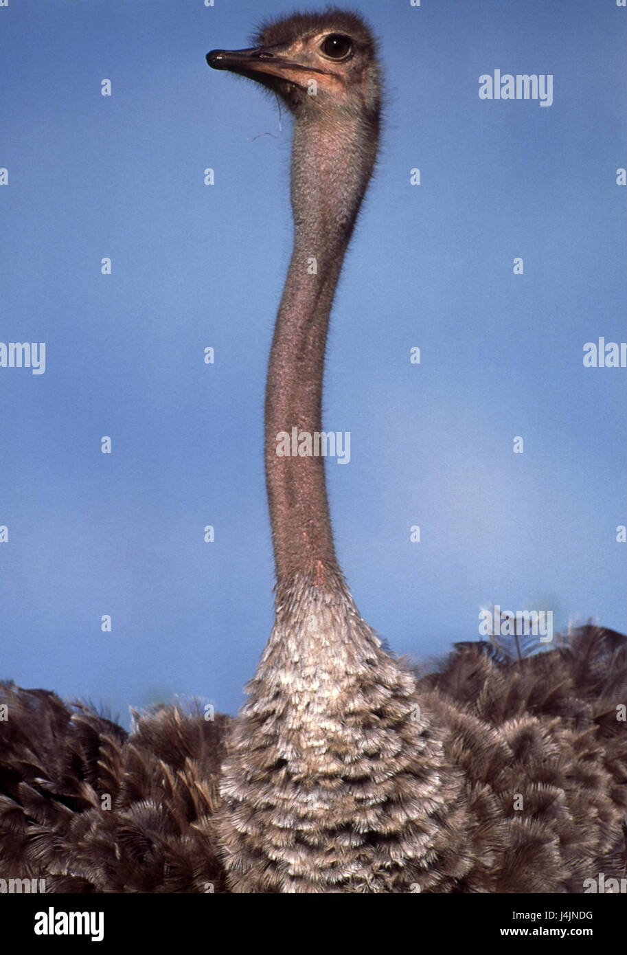 African bunch, struthio camelus bunch, in African way, Vogel, flightless bird, animal, detail Stock Photo