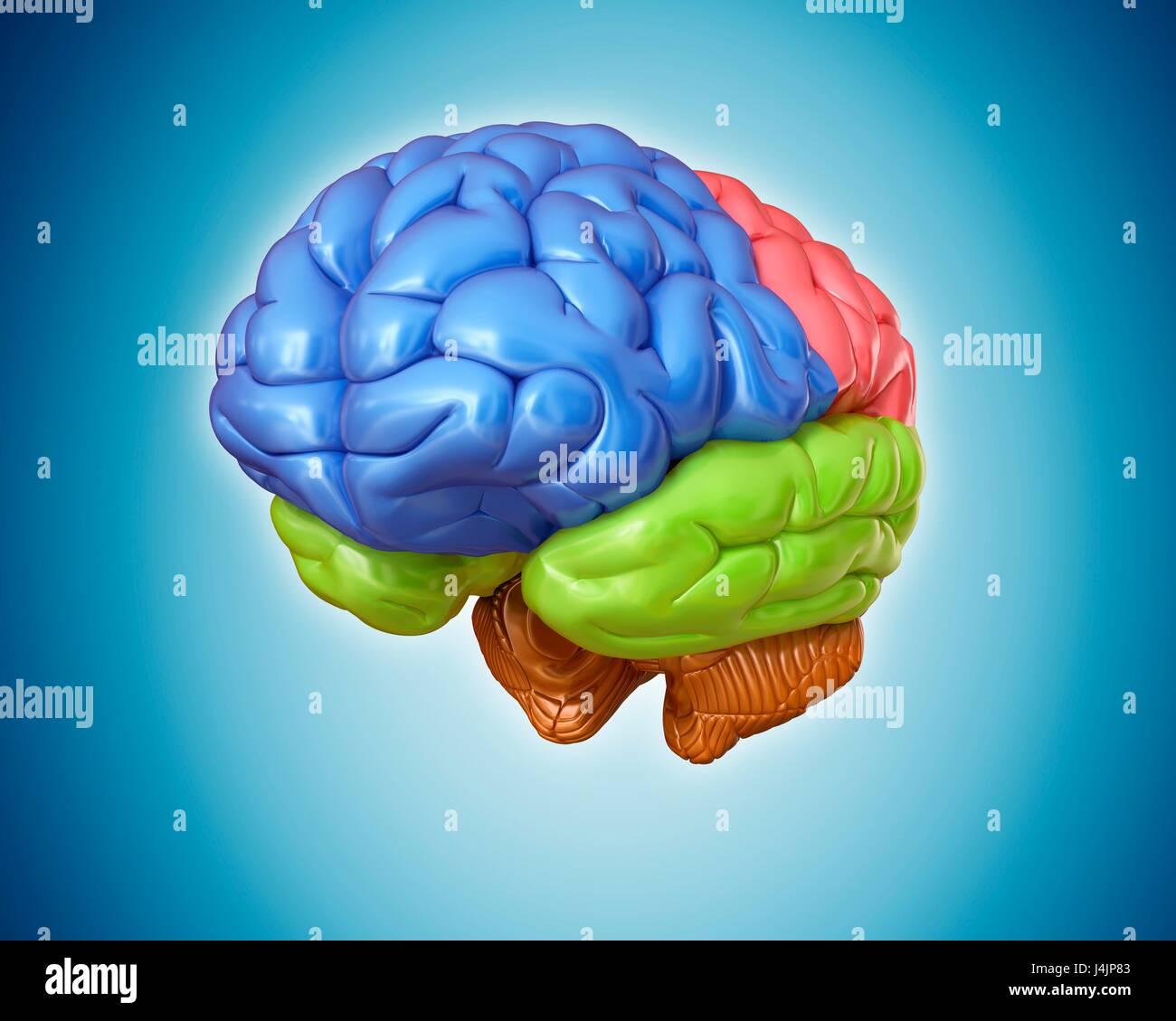 Illustration of human brain anatomy Stock Photo - Alamy