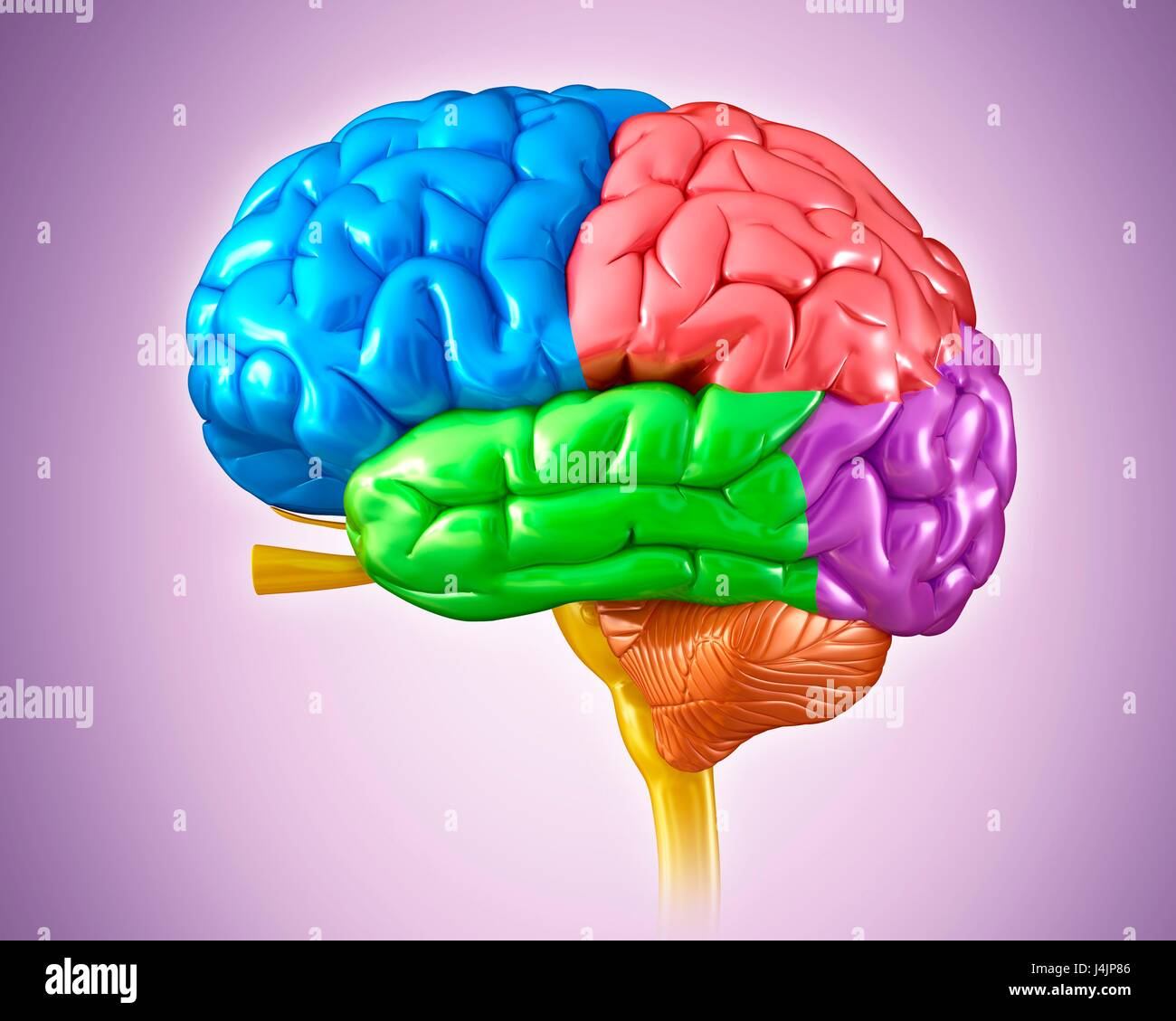 Illustration of human brain anatomy Stock Photo - Alamy