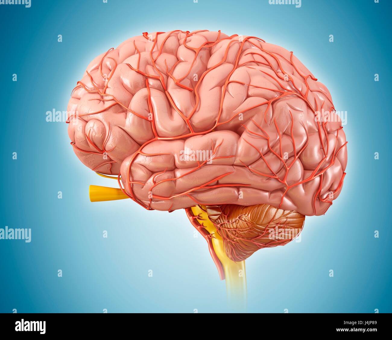 Illustration of the human brain Stock Photo - Alamy