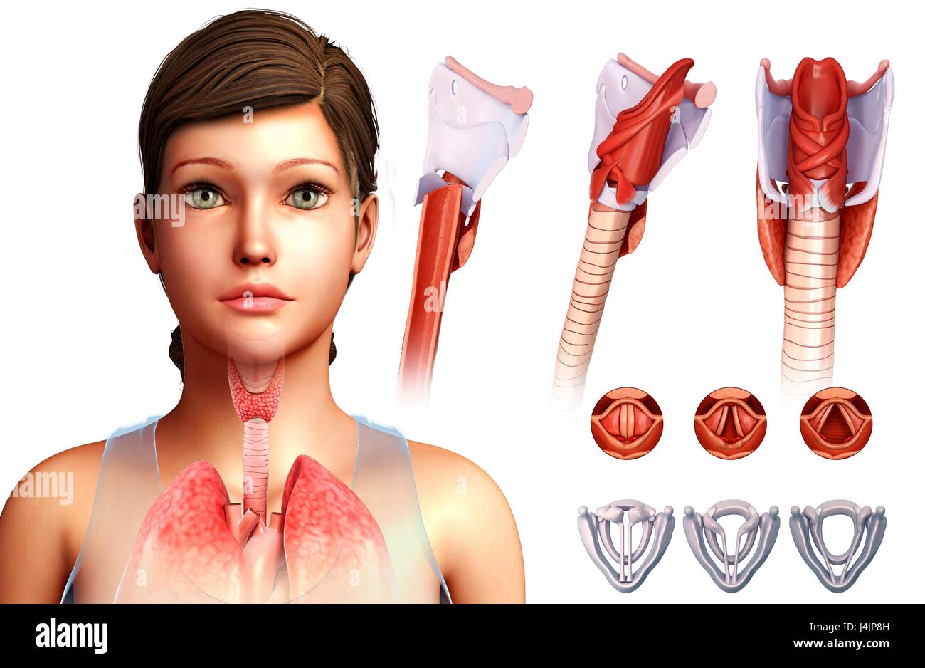 Vocal cords hires stock photography and images Alamy