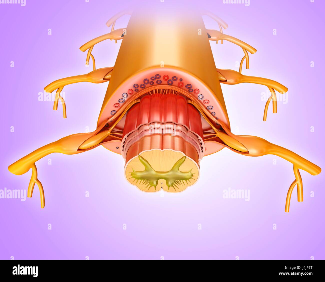 Illustration of spinal cord cross-section Stock Photo - Alamy