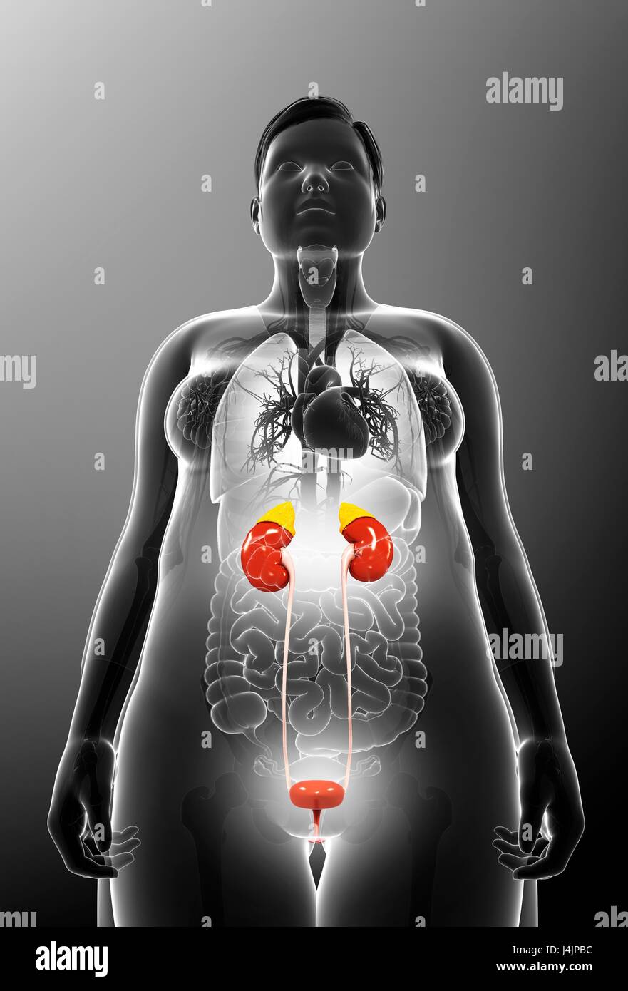 Illustration of female urinary system Stock Photo - Alamy
