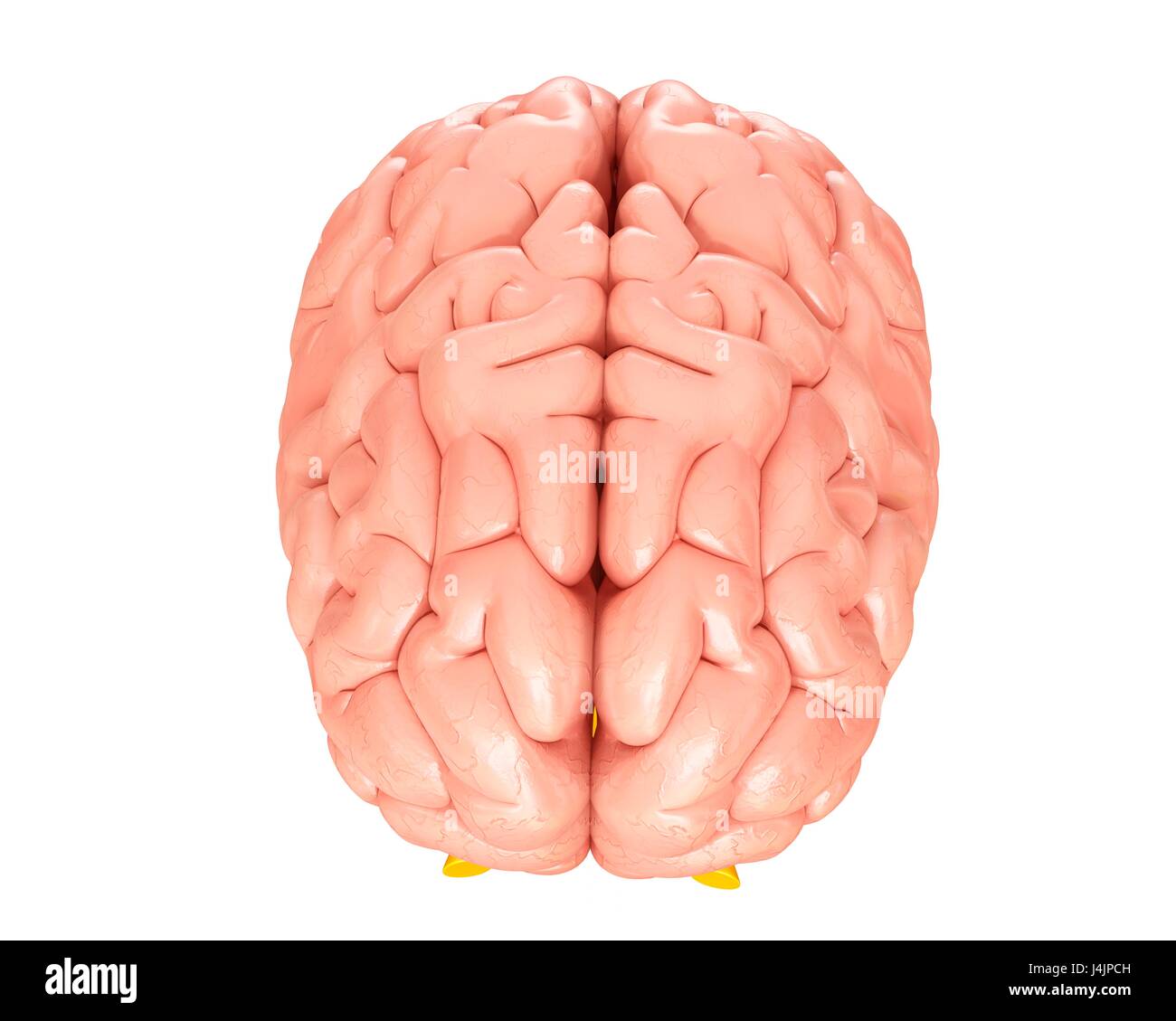 Illustration of the human brain Stock Photo - Alamy