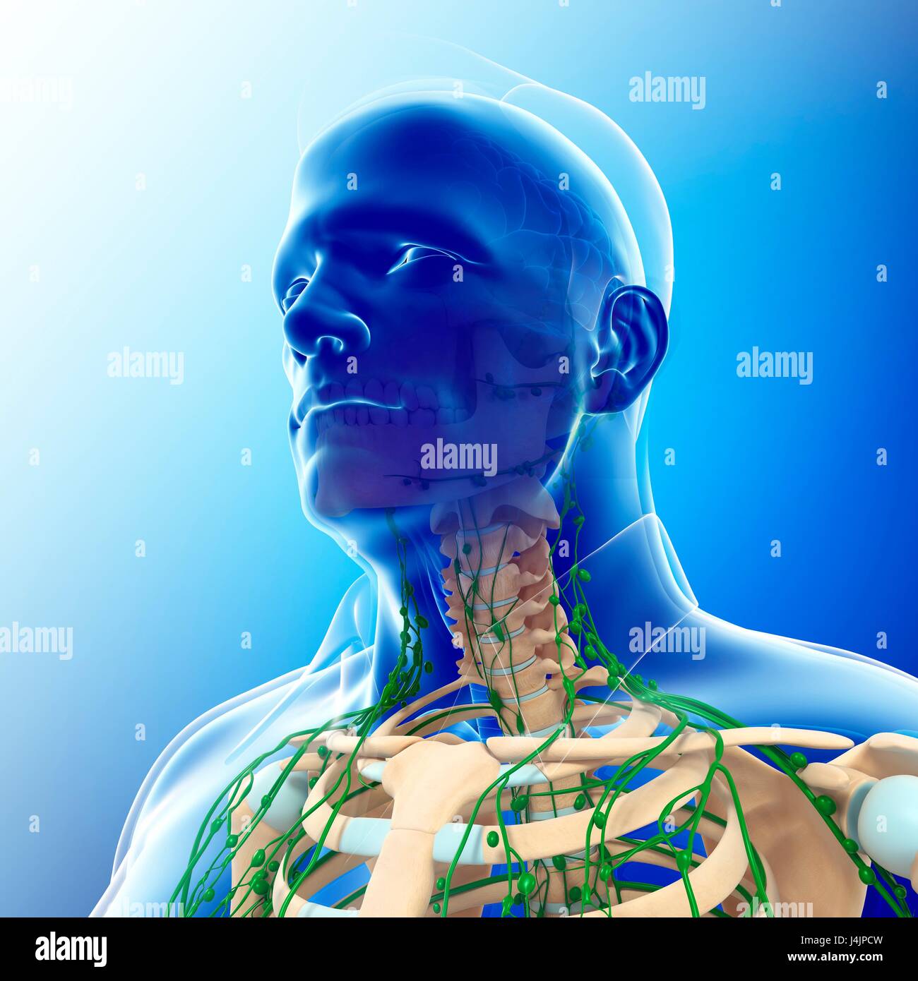 Illustration of male skeletal and lymphatic systems Stock Photo - Alamy