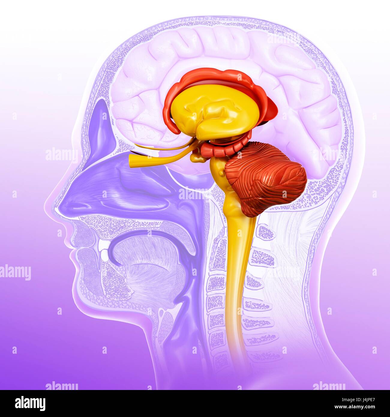Illustration of a cross-section of the human brain Stock Photo - Alamy