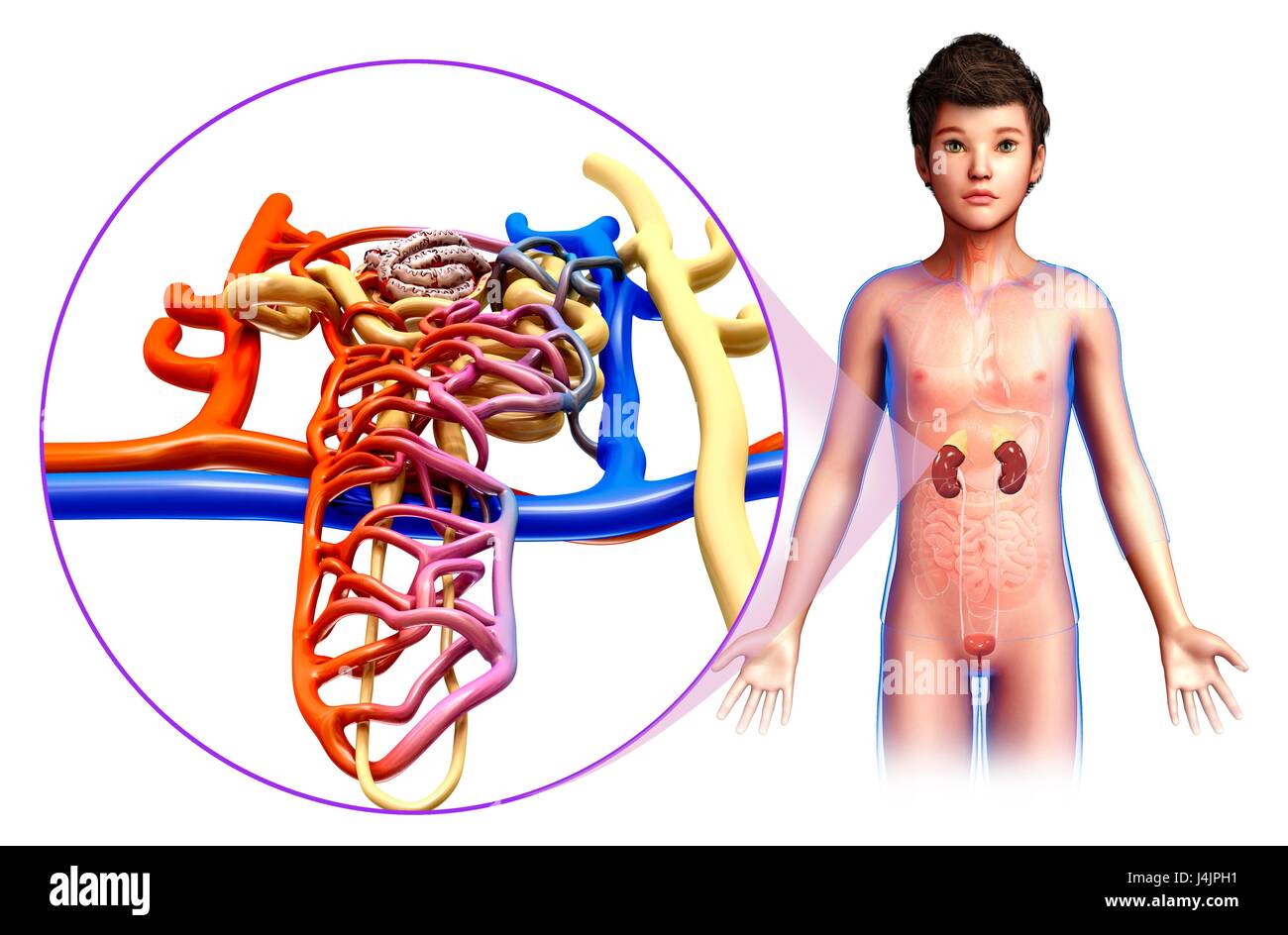 Infant Kidneys Illustration of a child's kidney anatomy Stock Photo - Alamy