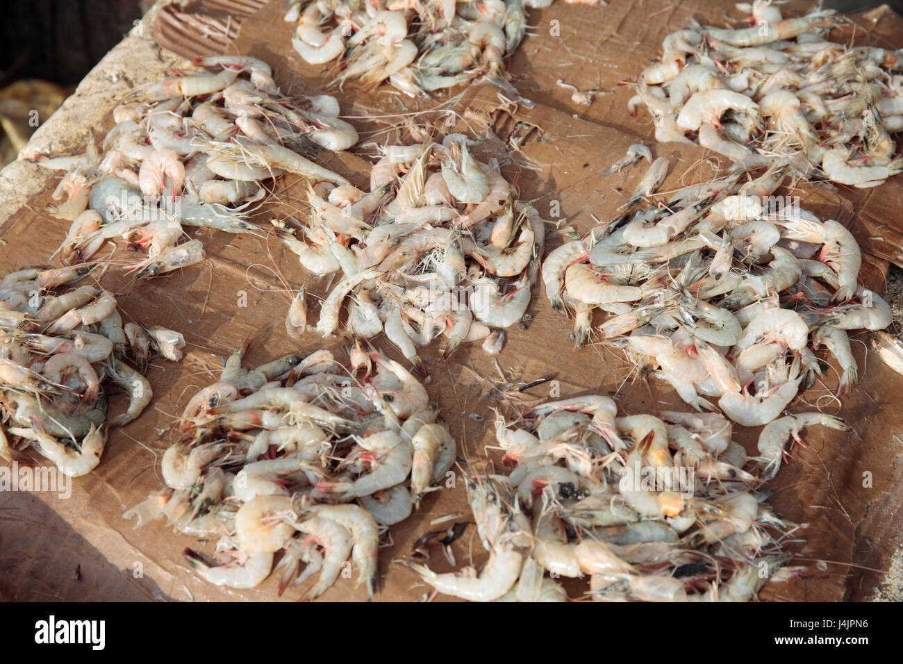 Fresh shrimp for sale in market, Stone Town, Zanzibar, Tanzania. Stock Photo