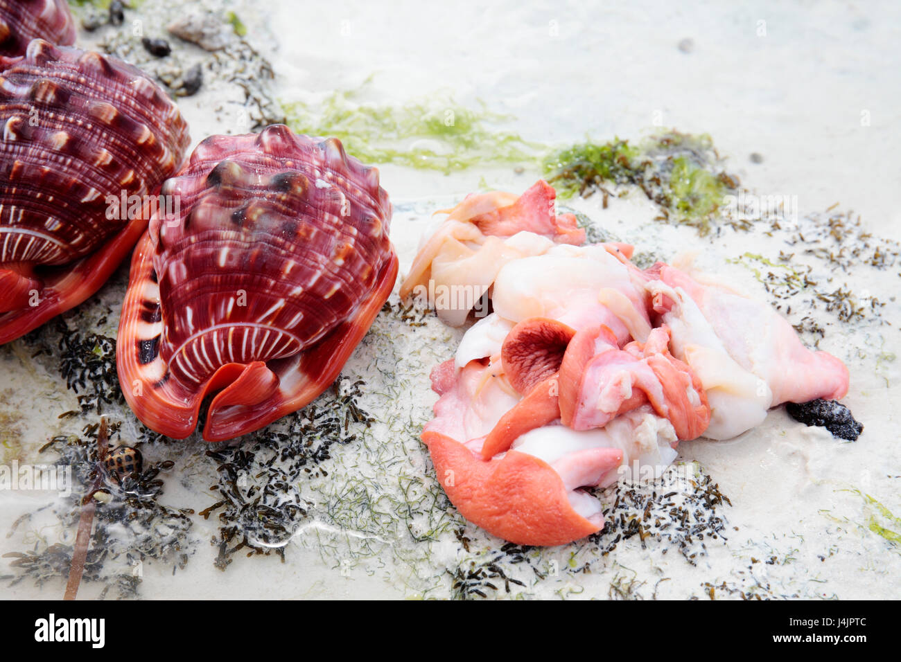 Bullmouth helmet (Cypraecassis rufa) sea snail and shell, Jambiani, Zanzibar, Tanzania. Stock Photo