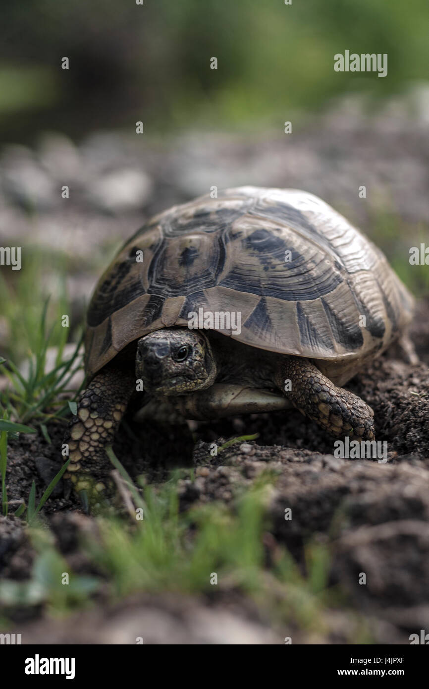 Small land turtle hires stock photography and images Alamy