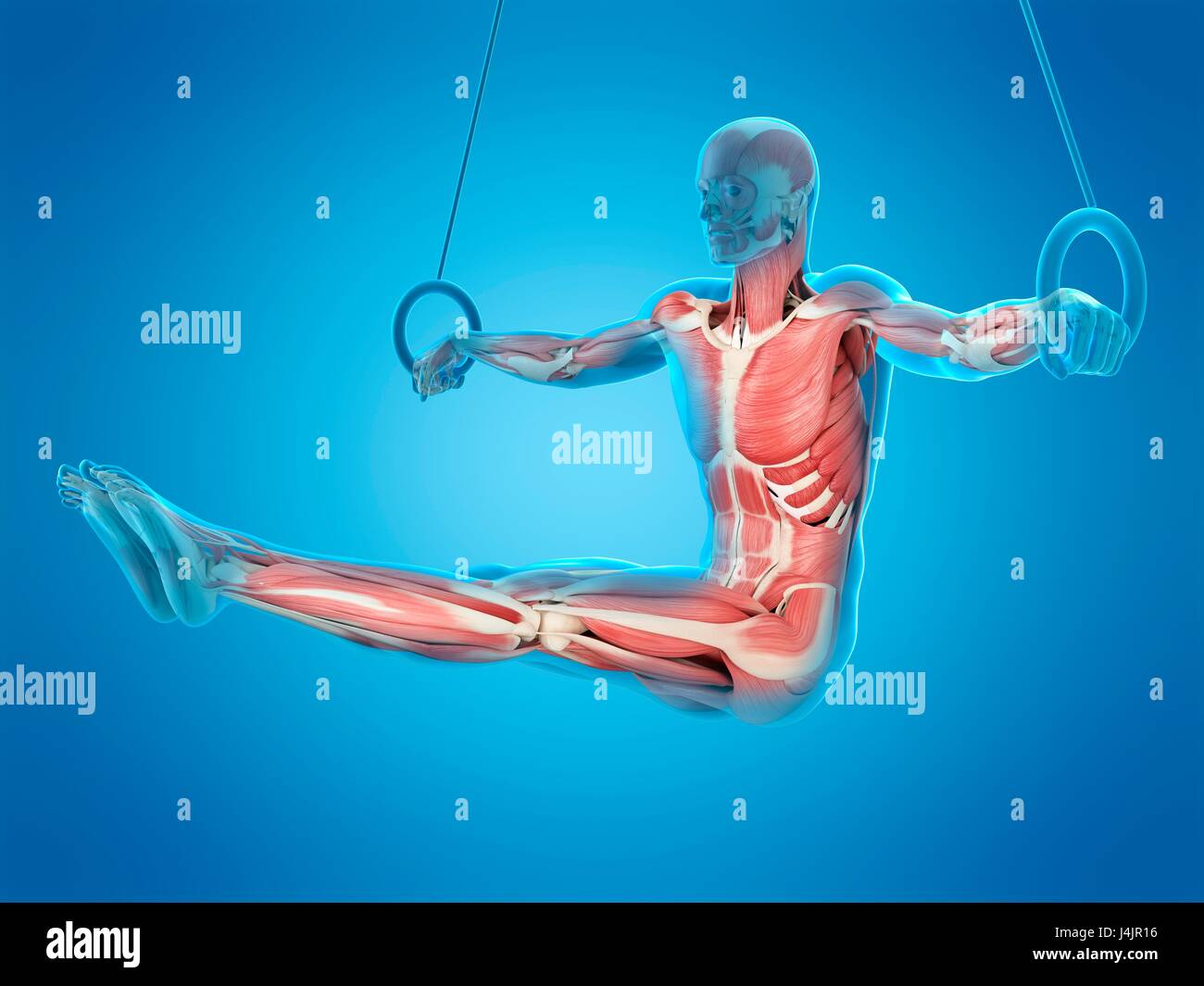 Muscular structure of athlete using gymnastic rings, illustration Stock Photo Alamy