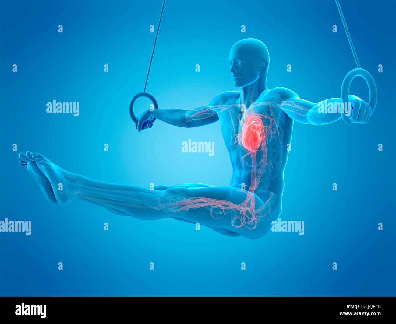 Anatomy of an athlete using gymnastic rings, illustration Stock Photo