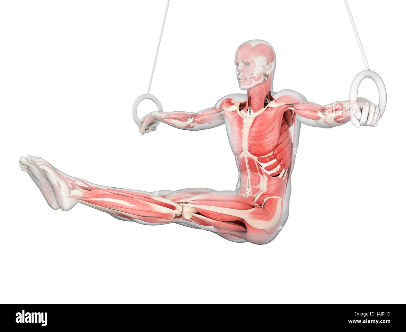 Muscular structure of athlete using gymnastic rings, illustration Stock
