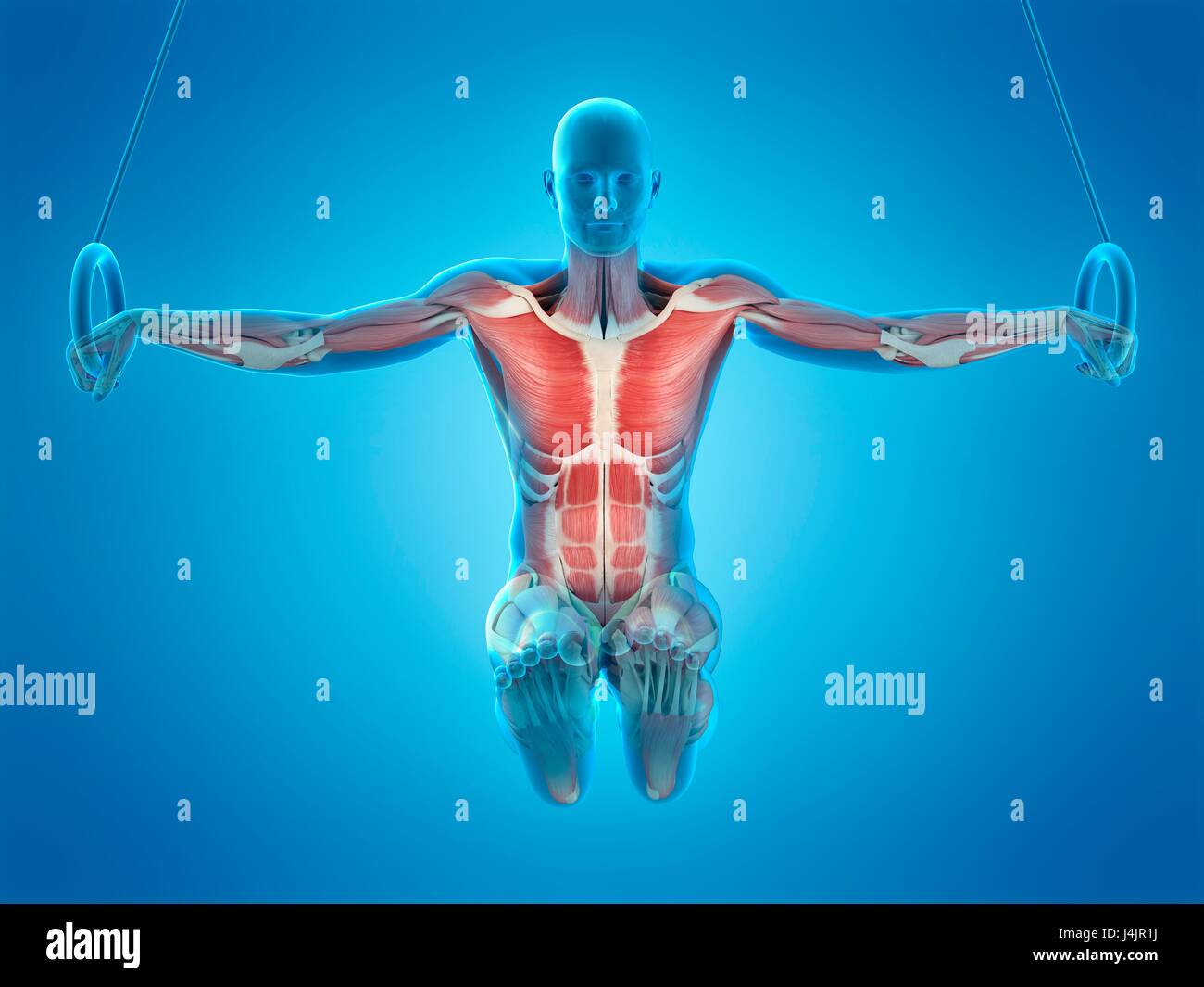 Muscular structure of athlete using gymnastic rings, illustration Stock Photo Alamy
