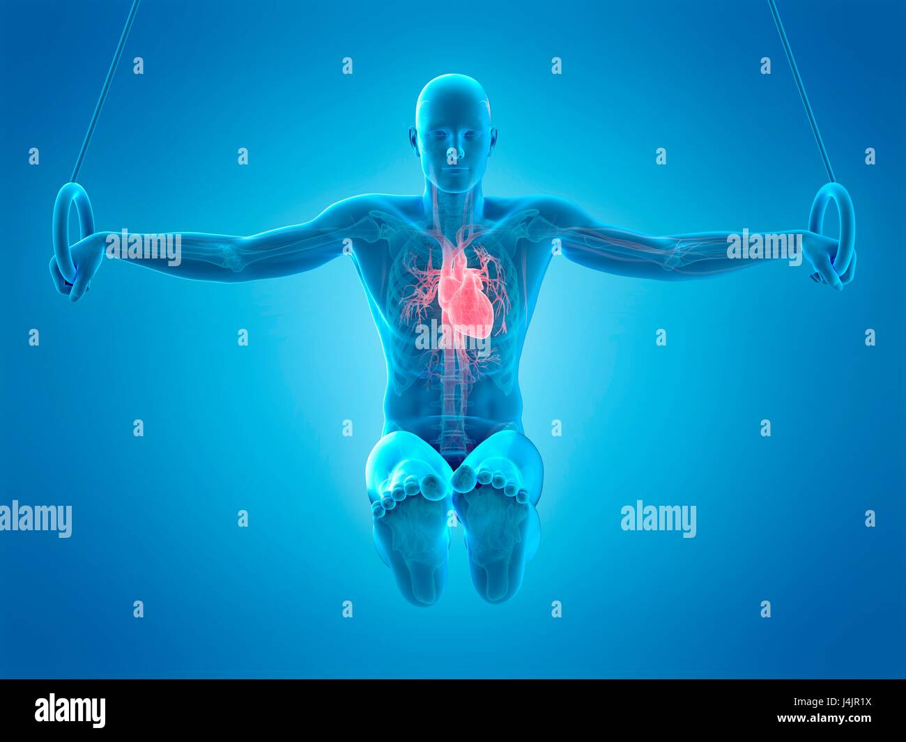 Anatomy of an athlete using gymnastic rings, illustration Stock Photo