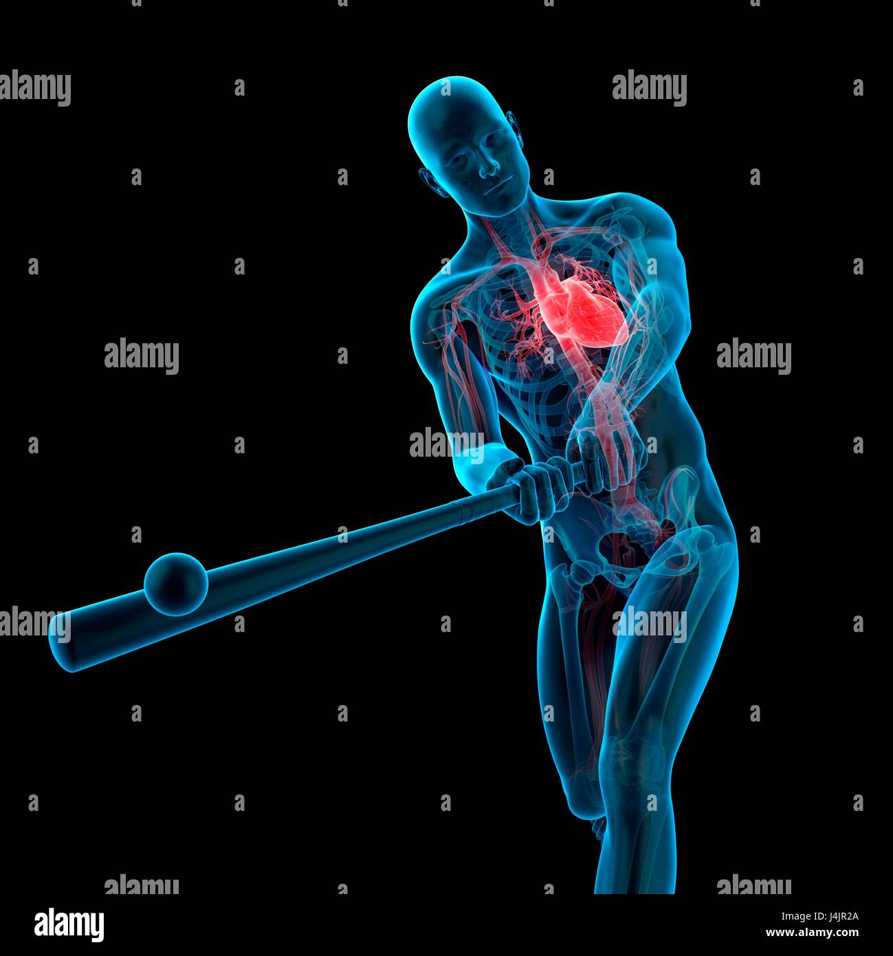 Anatomy structure of a baseball player, illustration Stock Photo Alamy