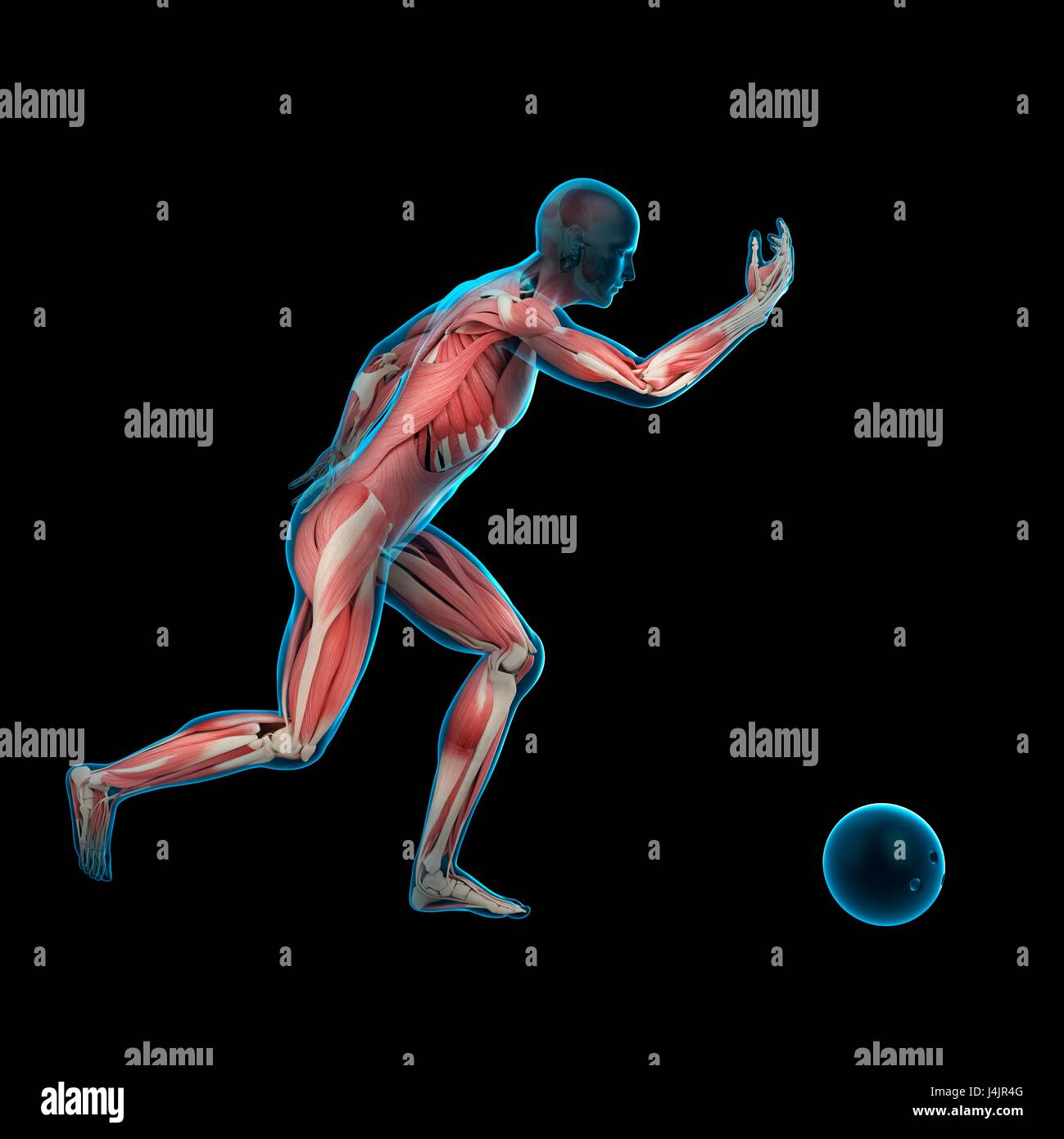 Muscular structure of a bowling player, illustration Stock Photo Alamy