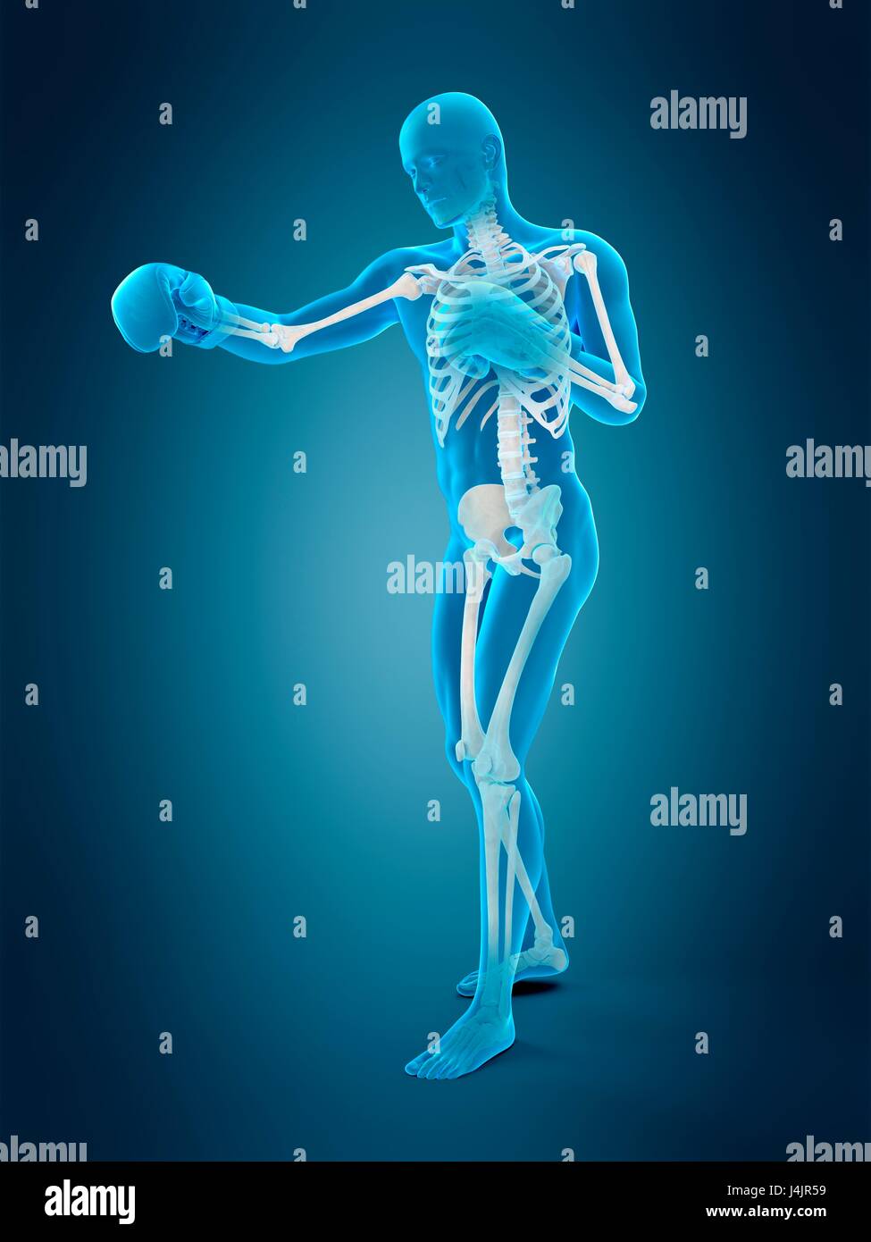Anatomy of a boxer, illustration Stock Photo - Alamy