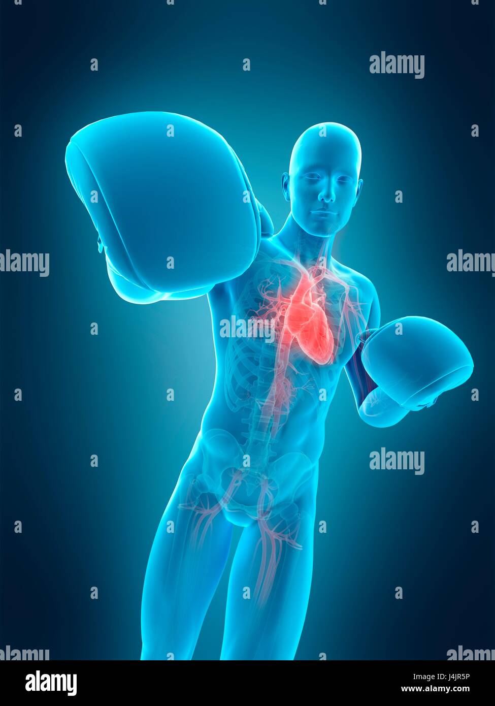 Anatomy of a boxer, illustration Stock Photo - Alamy