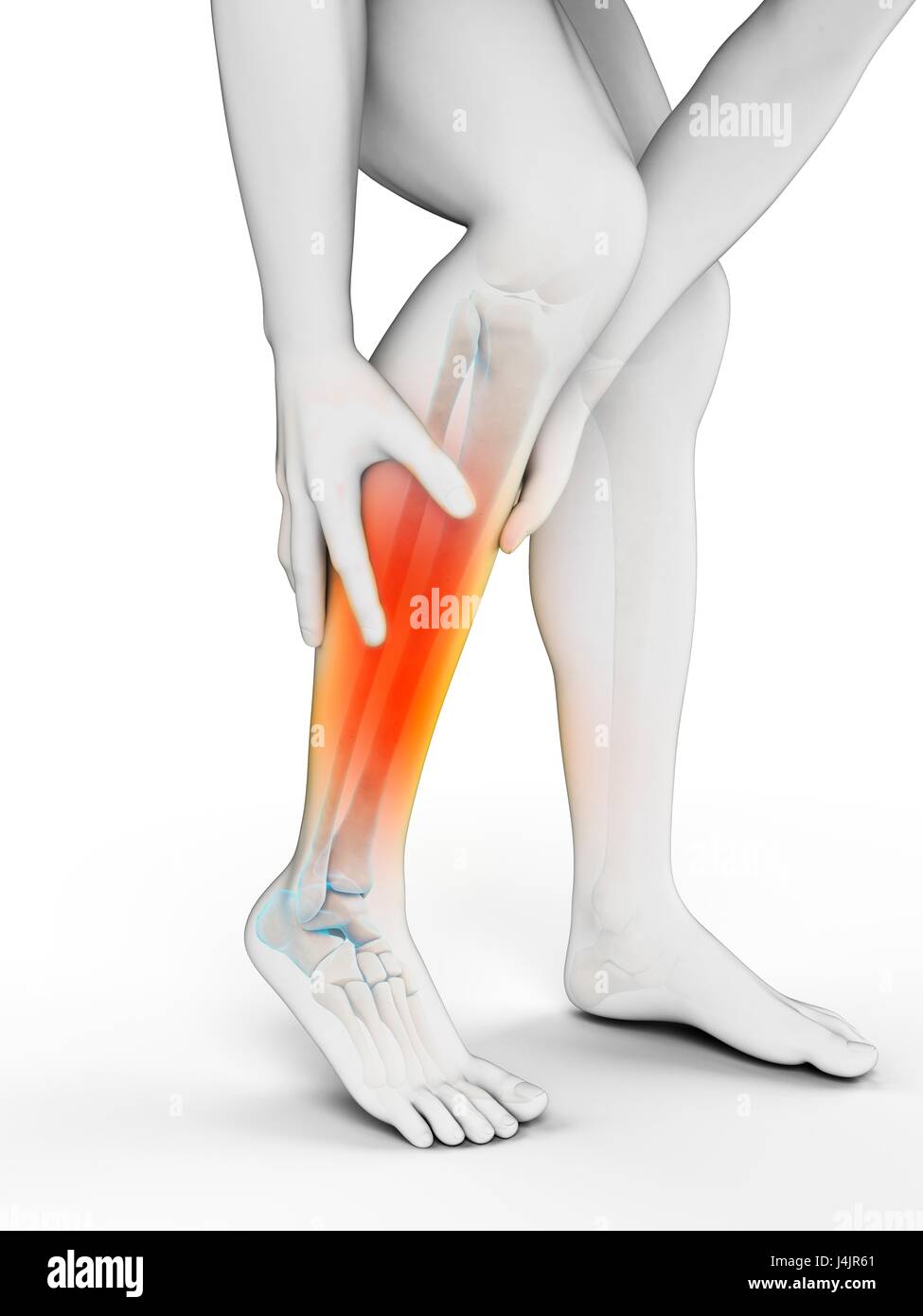 Human Calf Muscle High Resolution Stock Photography and Images Alamy
