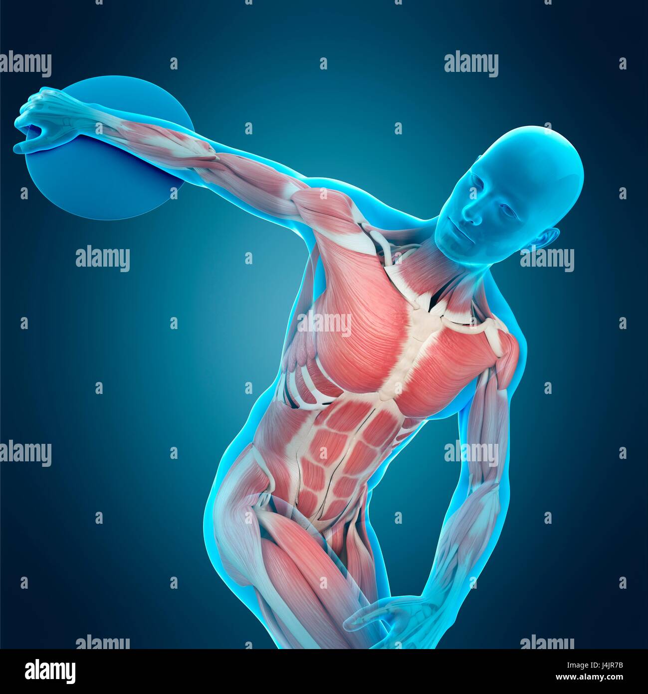 Muscular structure of athlete throwing discus, illustration Stock Photo