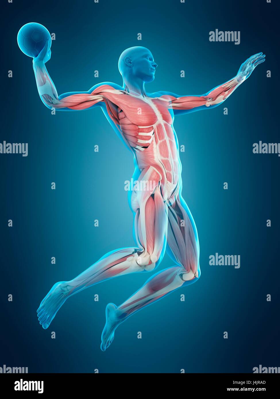 Muscular structure of handball player, illustration Stock Photo Alamy