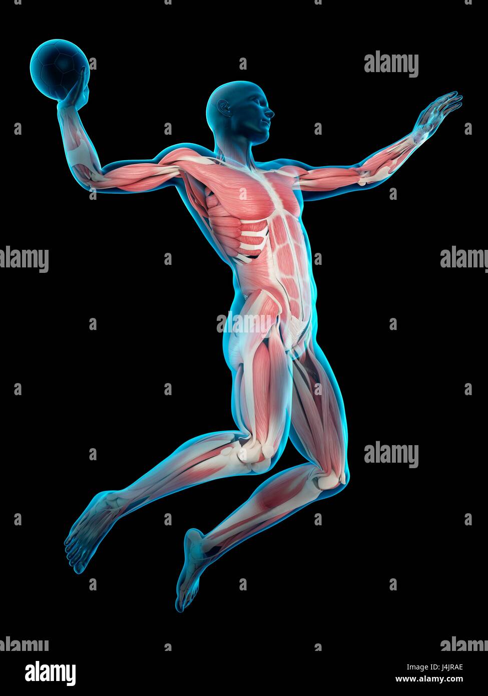 Muscular structure of handball player, illustration Stock Photo Alamy