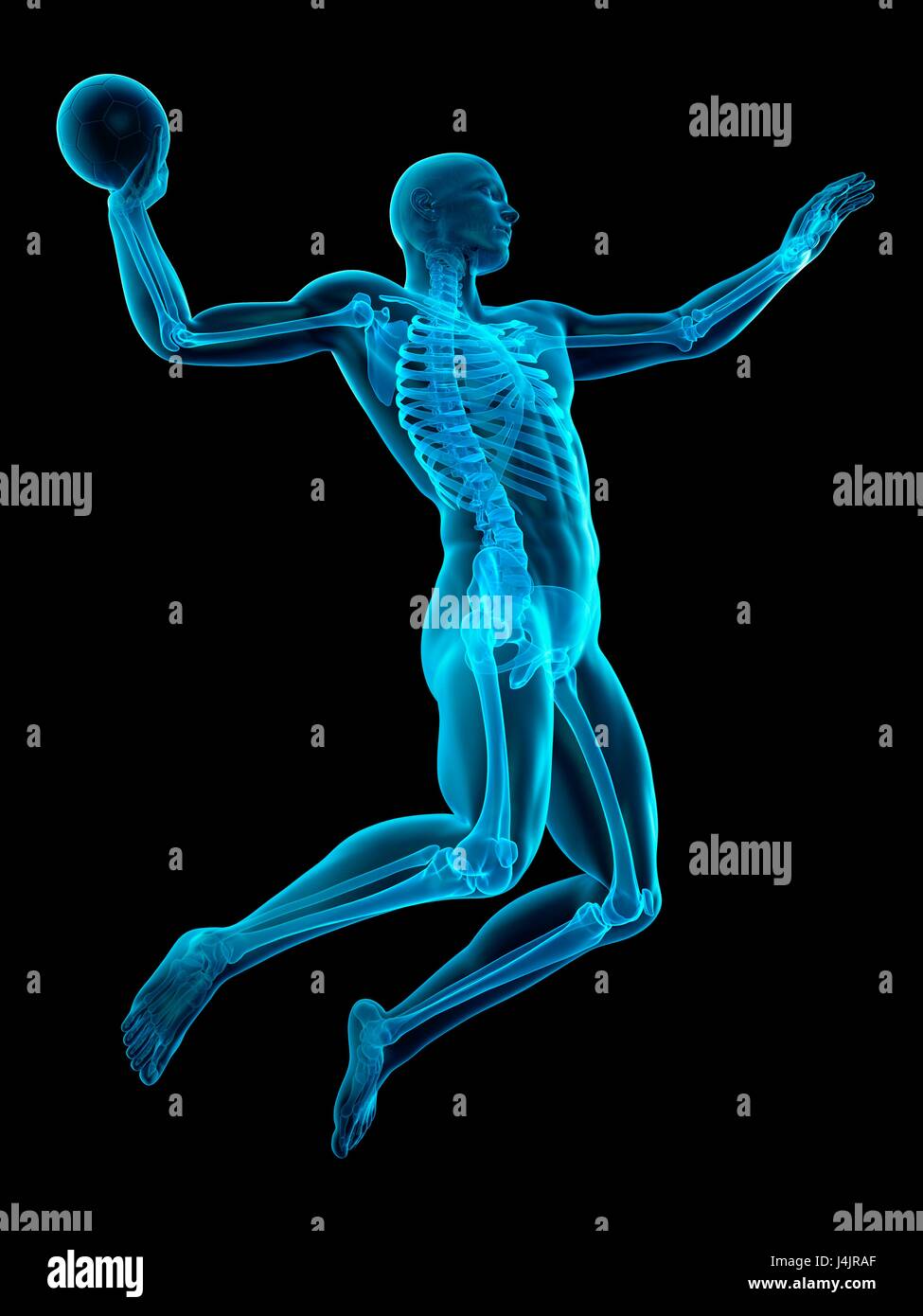 Muscular structure of handball player, illustration Stock Photo Alamy