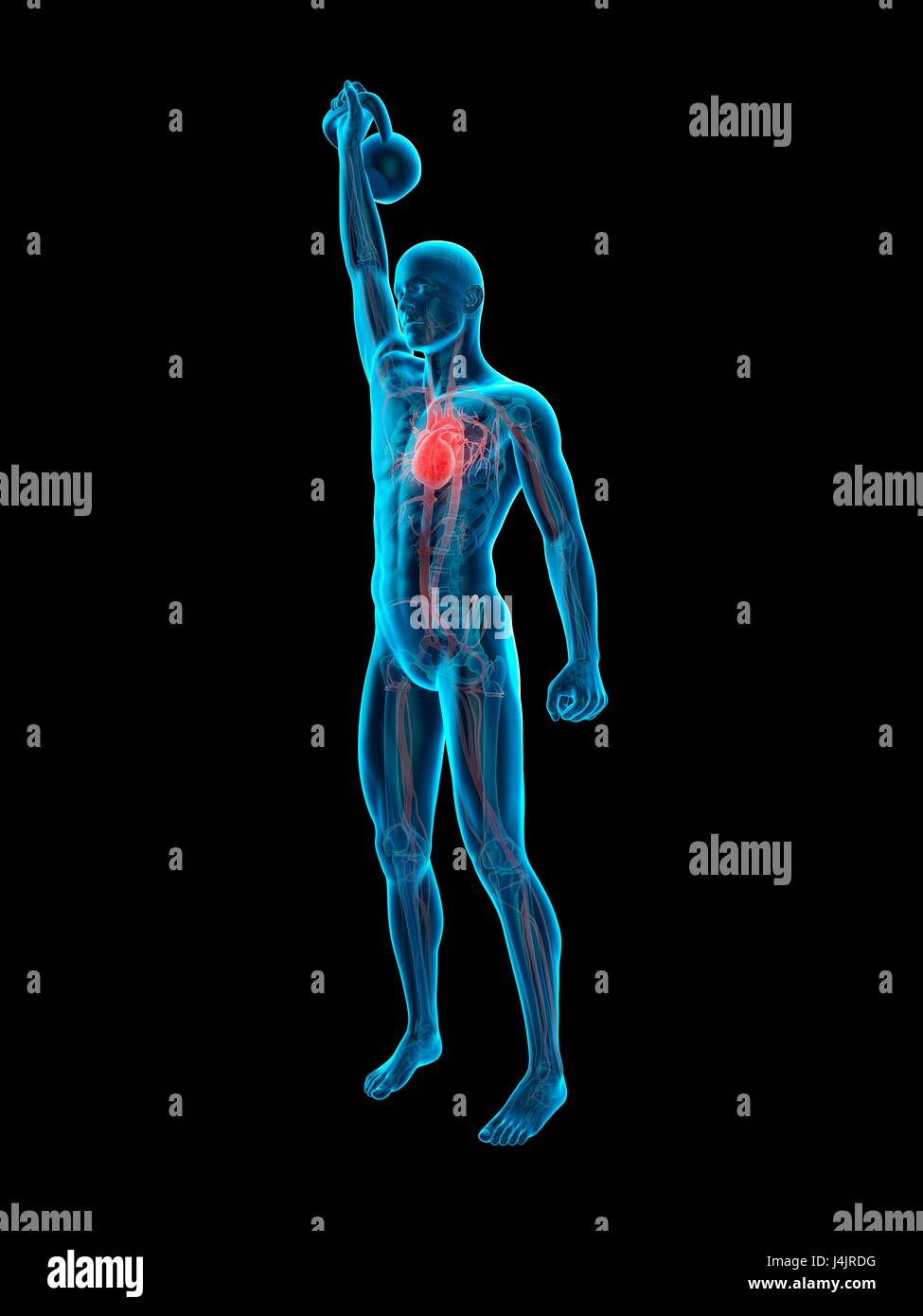 Anatomy of person lifting kettle bell, illustration Stock Photo - Alamy