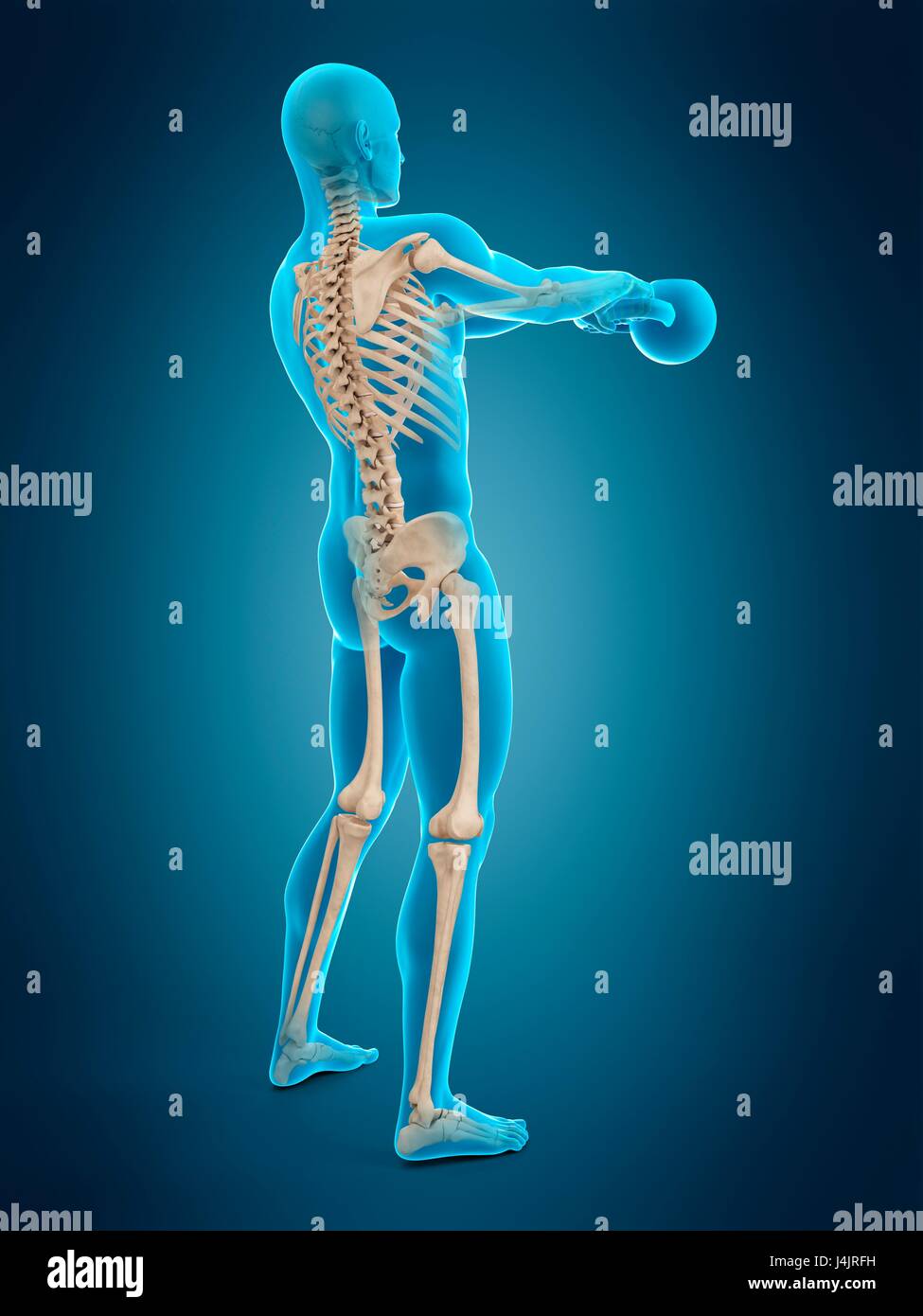 Skeletal structure of person swinging kettle bell, illustration Stock ...