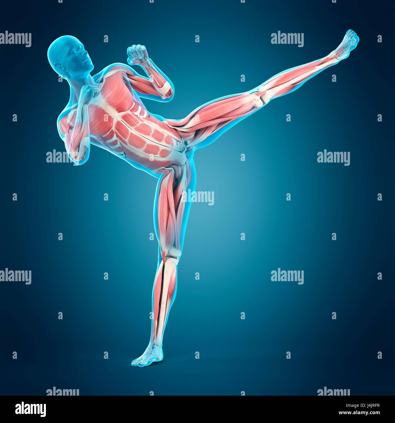 Muscular structure of person doing high kick, illustration Stock Photo