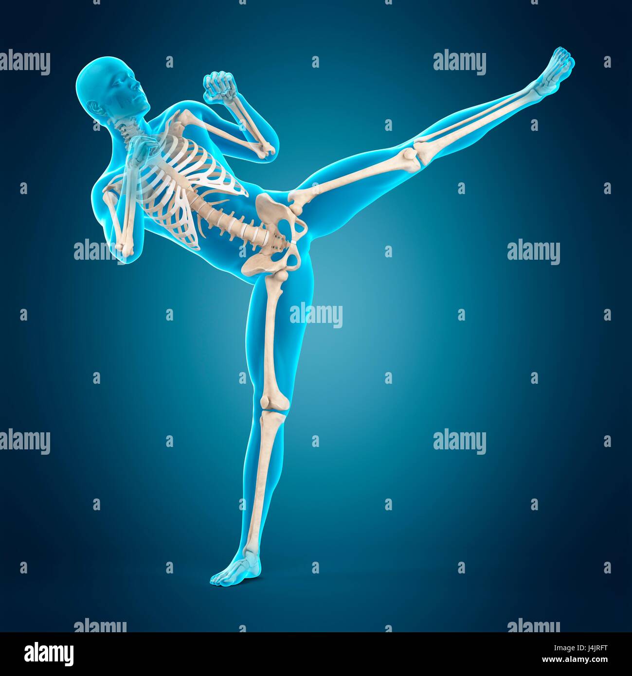 Skeletal structure of person doing high kick, illustration Stock Photo ...