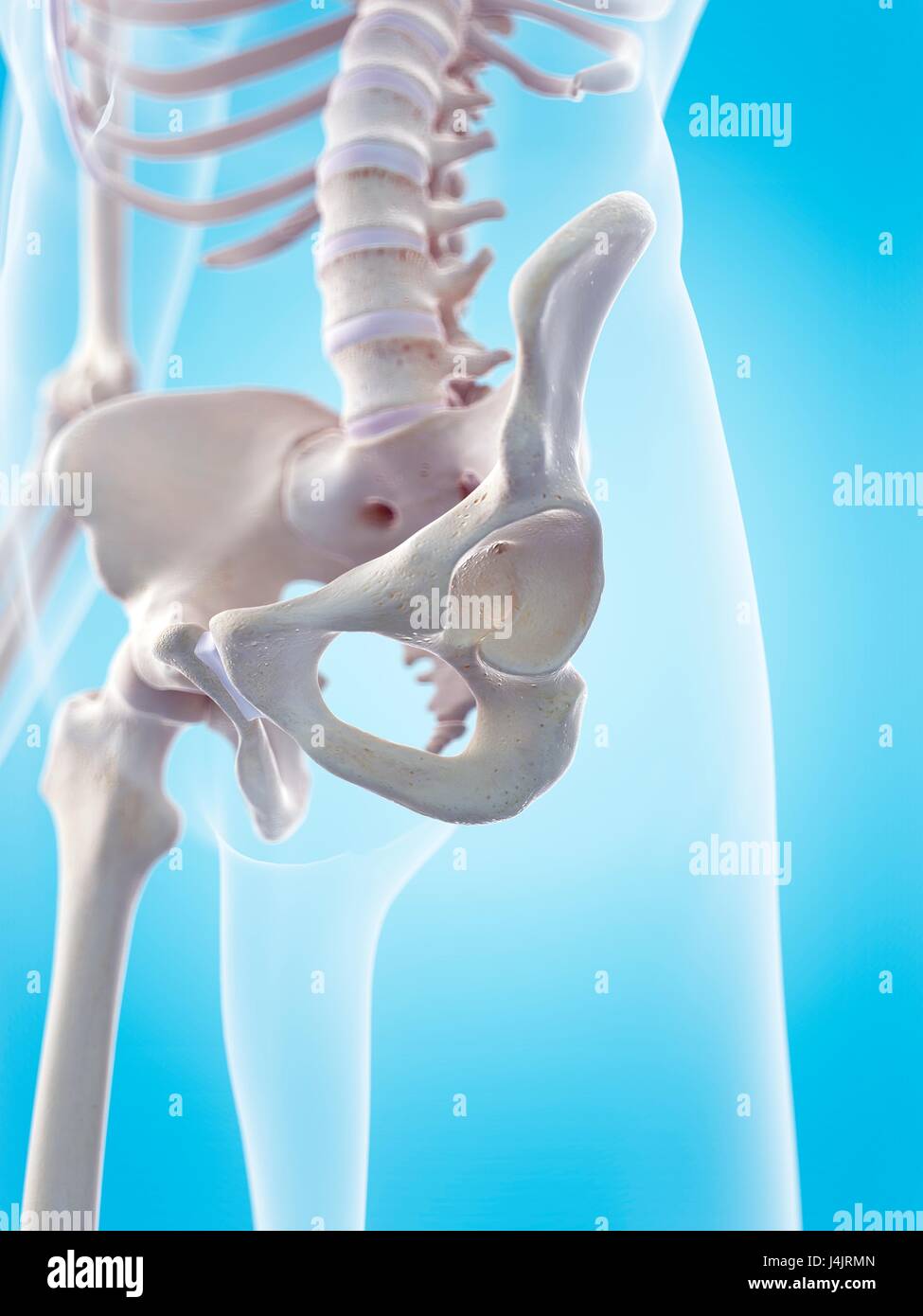 Human hips, illustration Stock Photo - Alamy