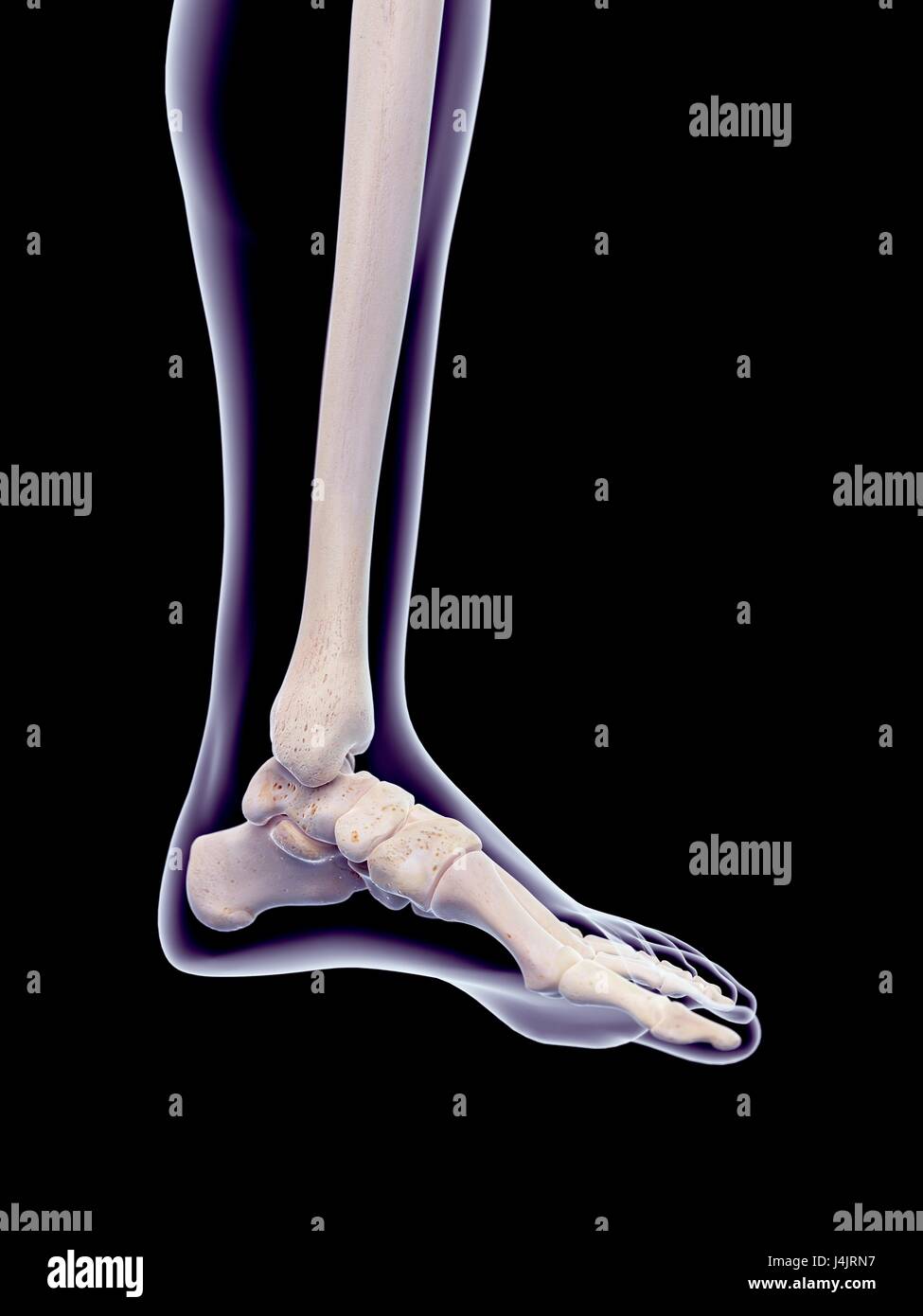 Human foot bones, illustration. Stock Photo