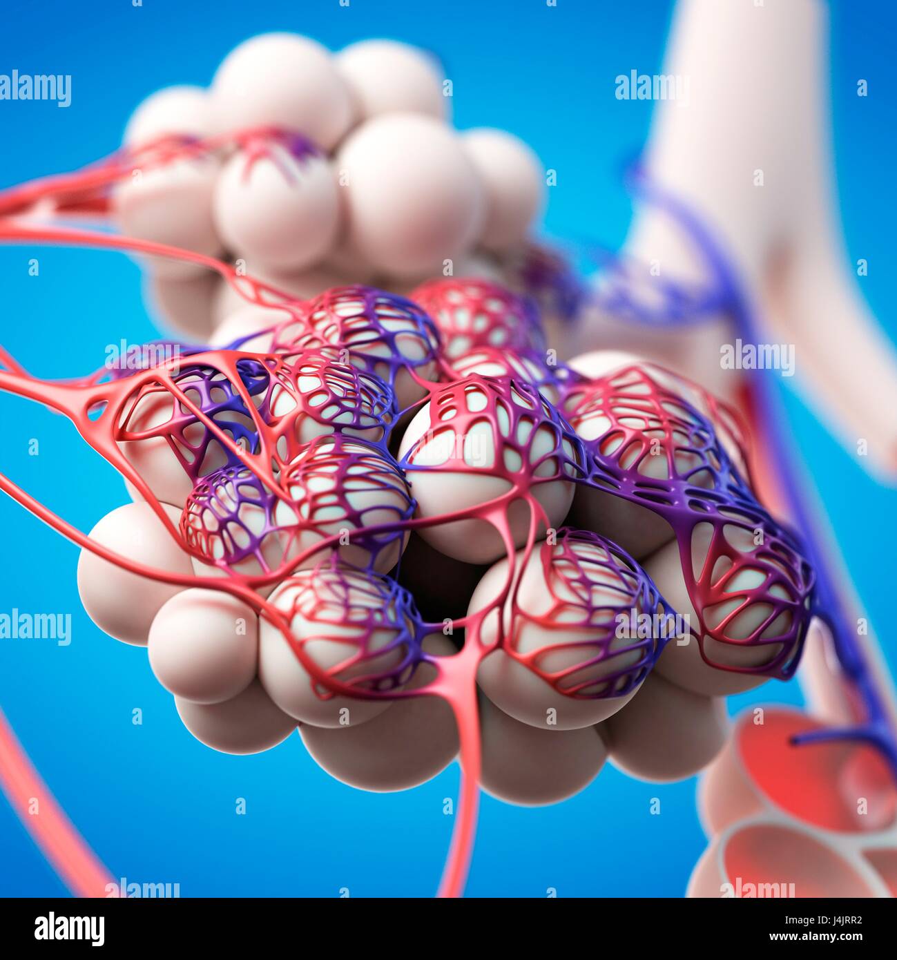 Human alveoli, illustration Stock Photo - Alamy