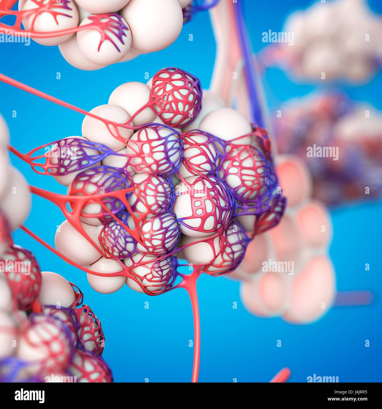 Human alveoli, illustration Stock Photo - Alamy
