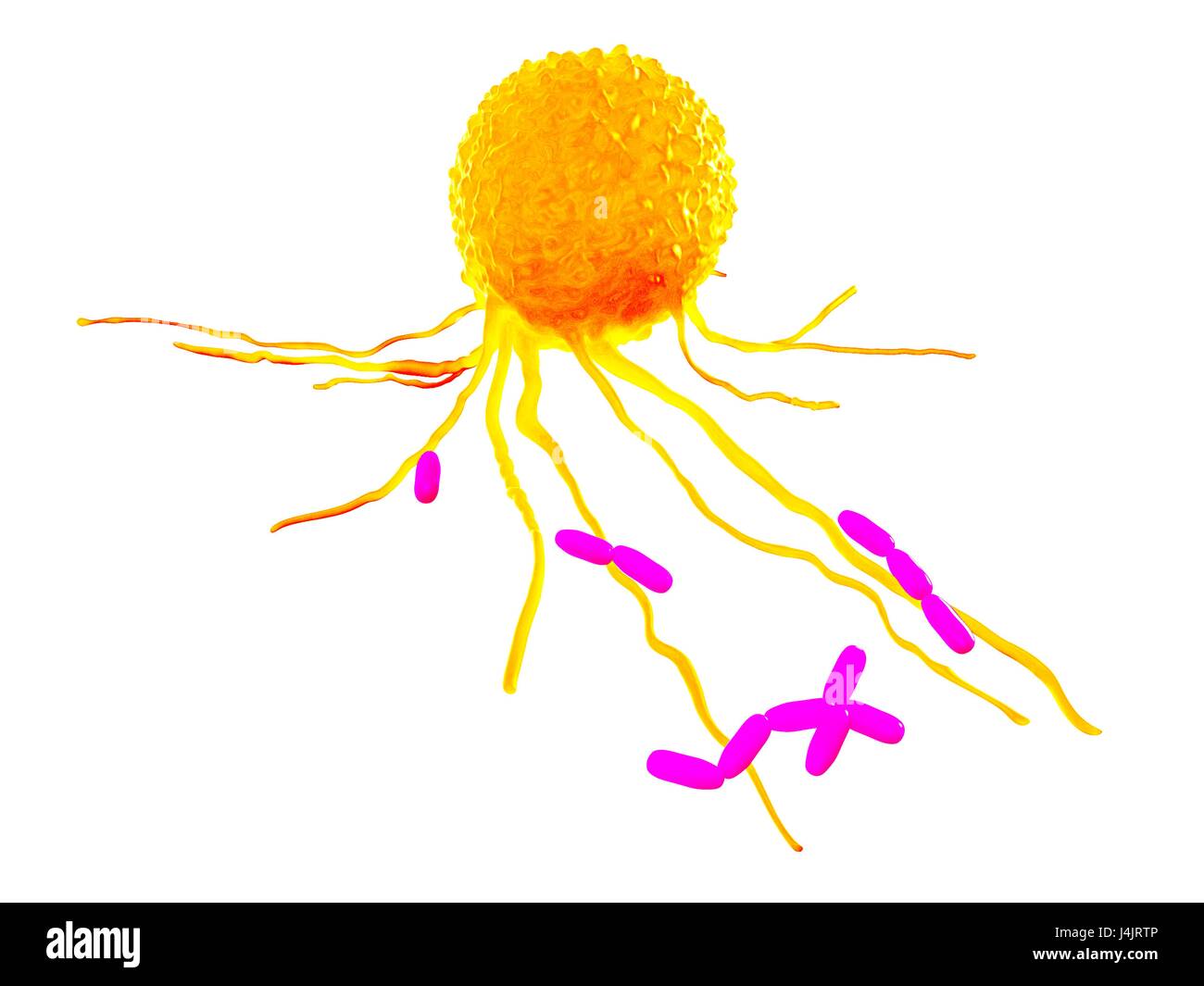 Leucocyte, illustration. Stock Photo