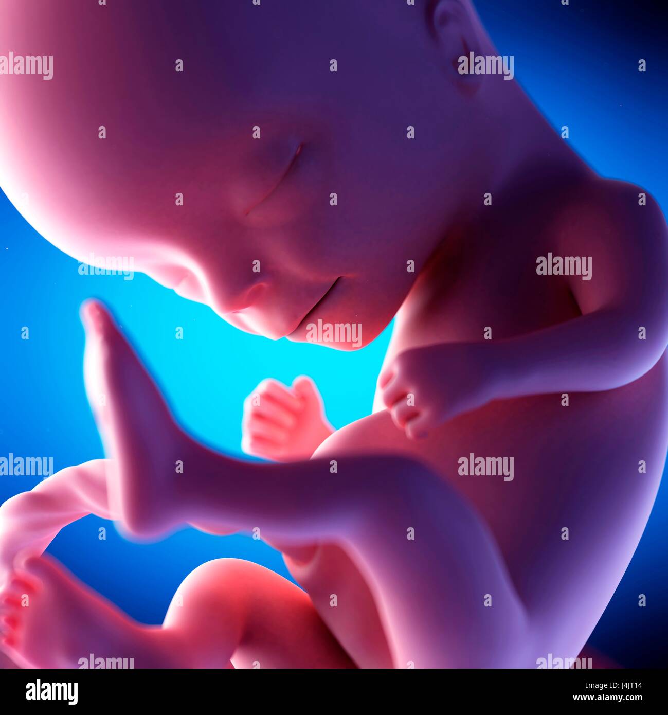 Human fetus at week 14 of gestation hi-res stock photography and images ...