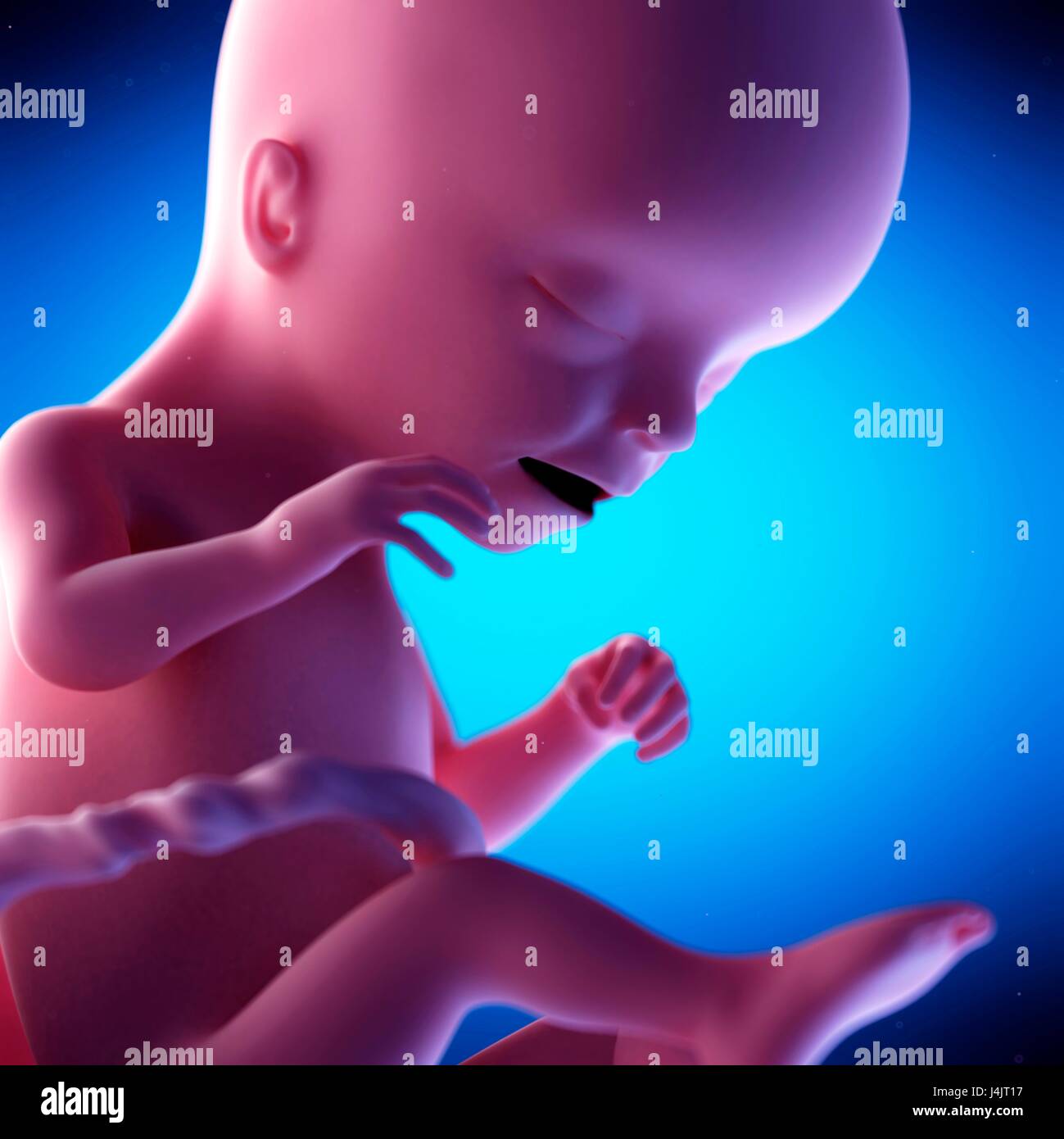 Human fetus at week 17 of gestation hi-res stock photography and images ...