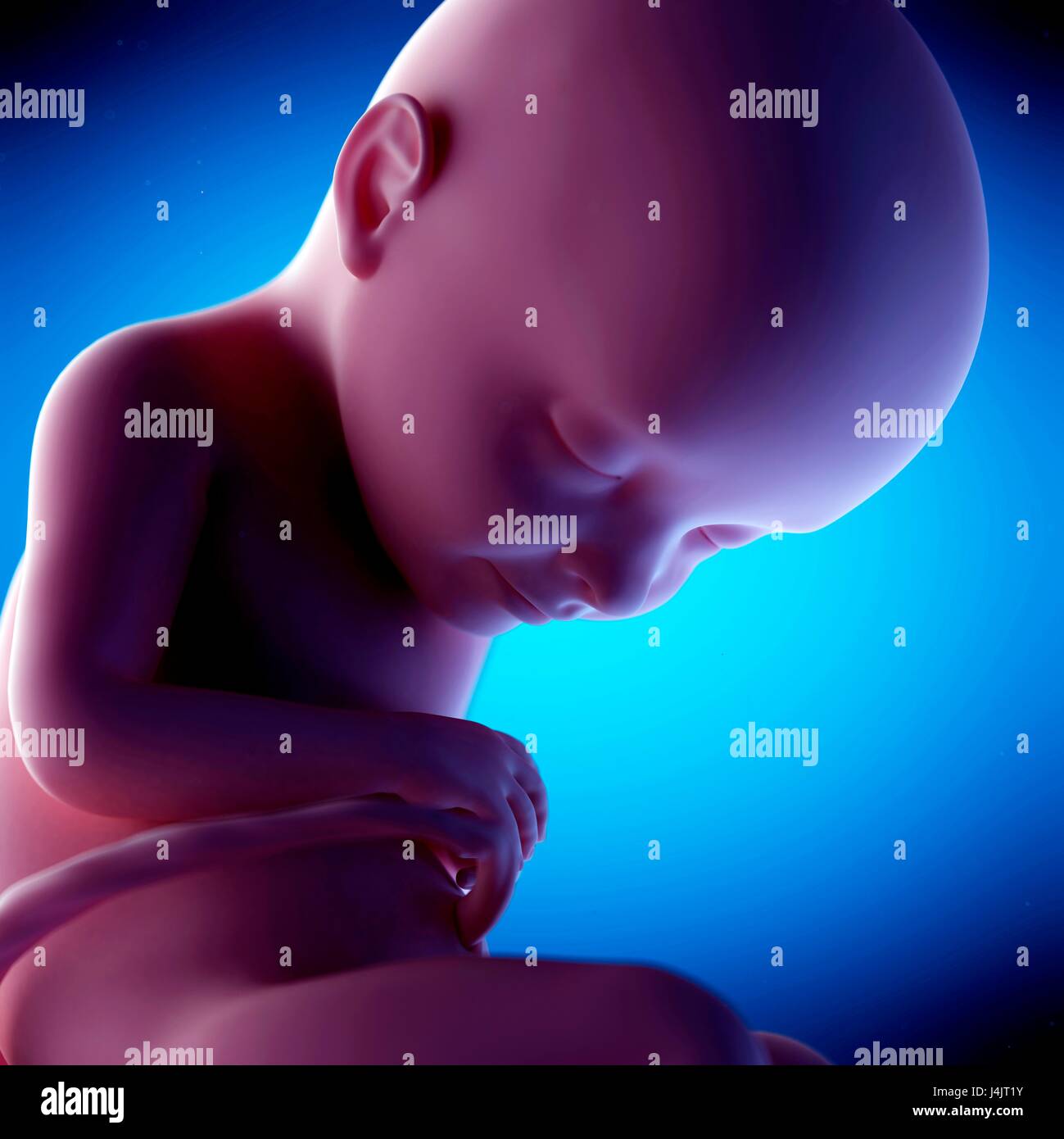Human fetus at week 32 of gestation, illustration Stock Photo - Alamy