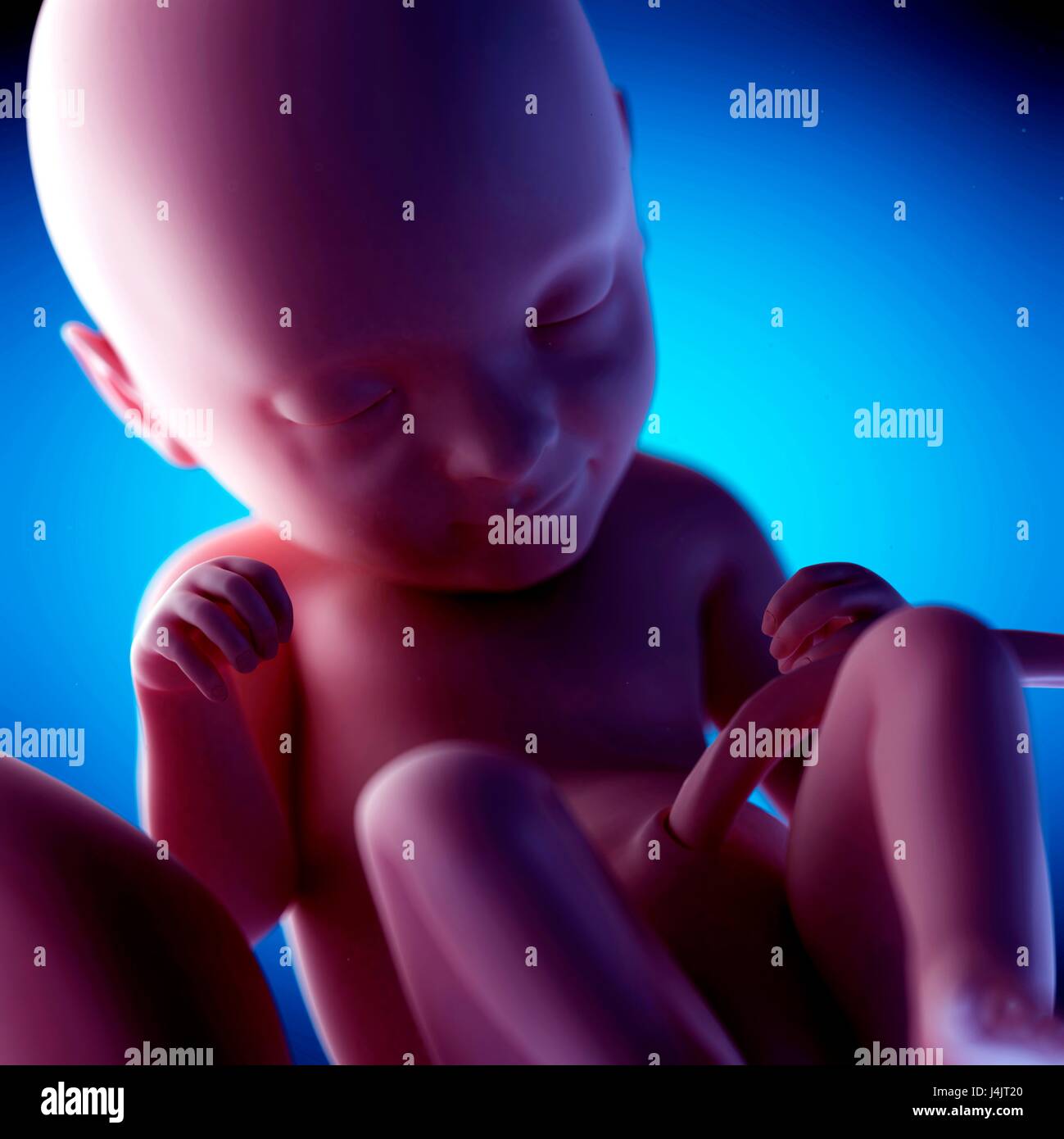 Human fetus at week 33 of gestation, illustration Stock Photo - Alamy