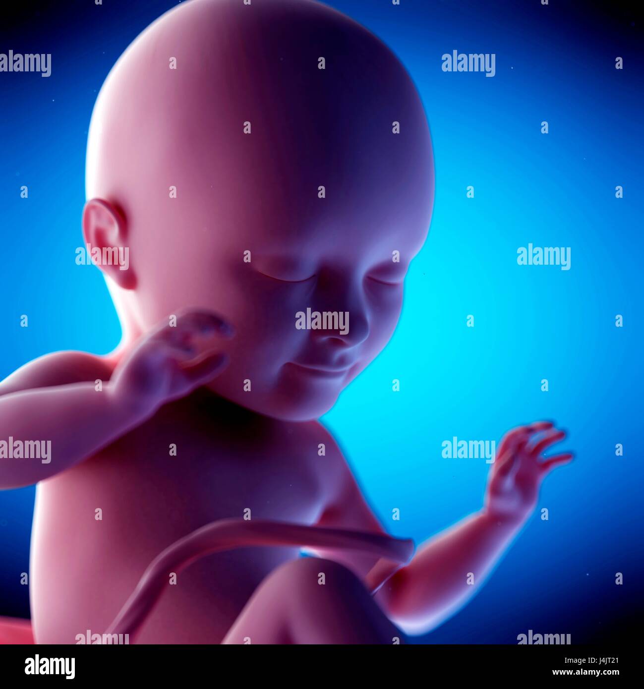 Week 34 Human fetus at week 34 of gestation, illustration Stock Photo - Alamy