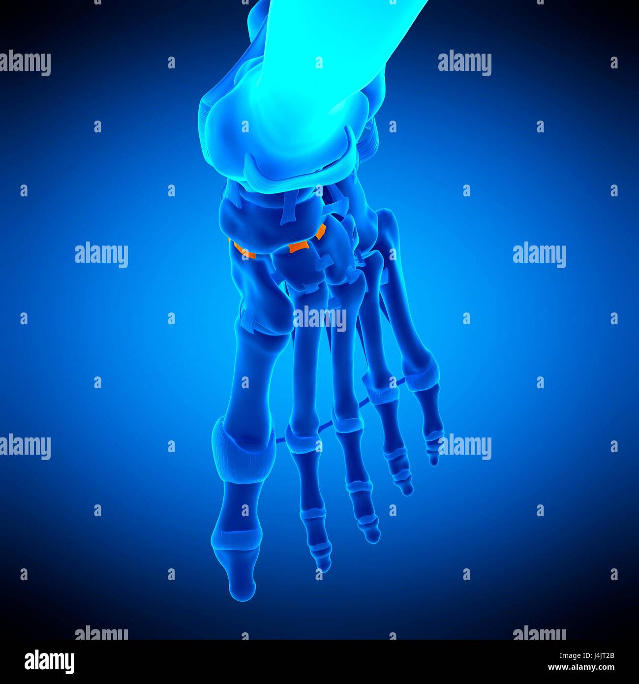 Illustration of the dorsal cuneonavicular ligament Stock Photo Alamy