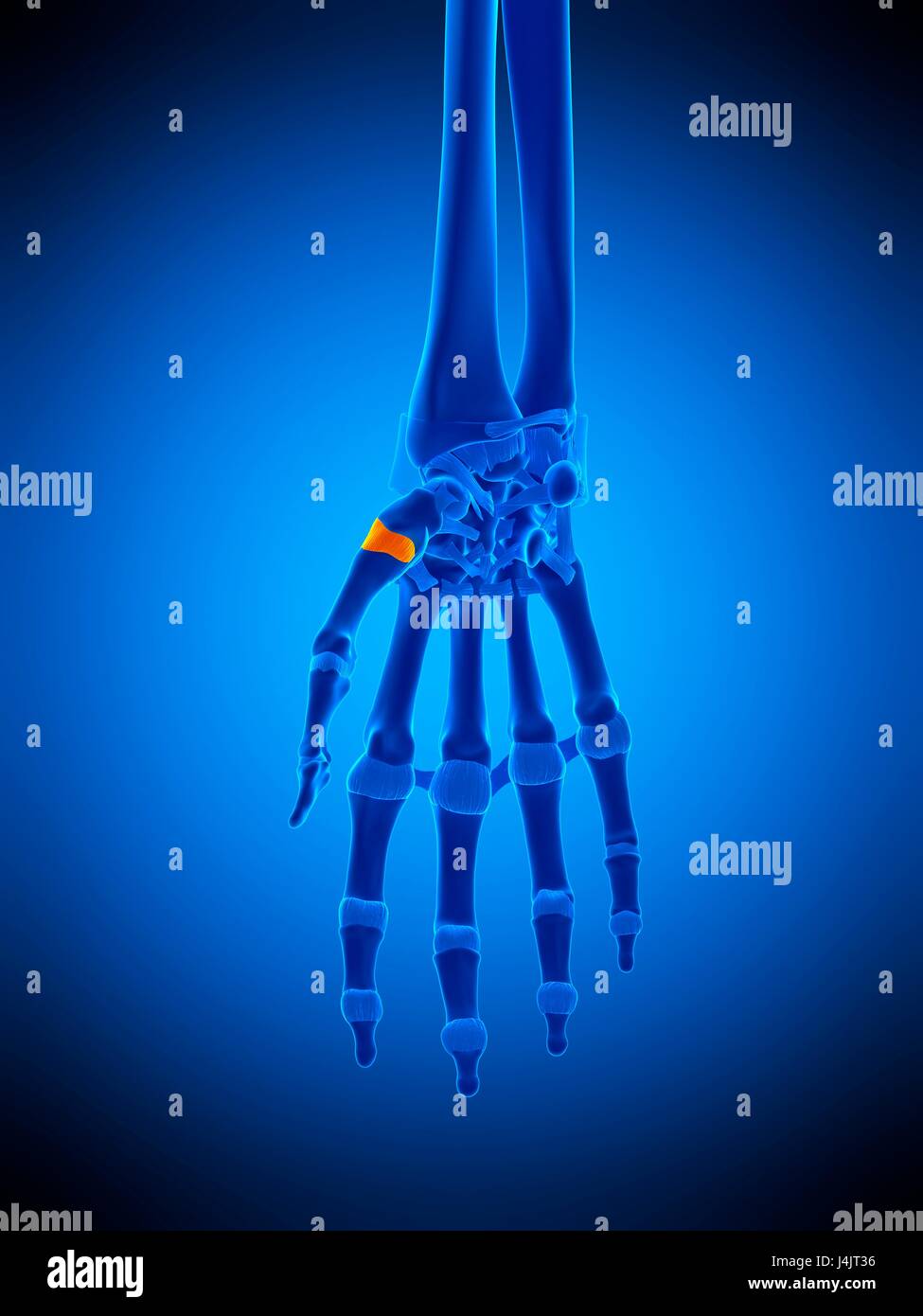 Thumb joint capsule hires stock photography and images Alamy