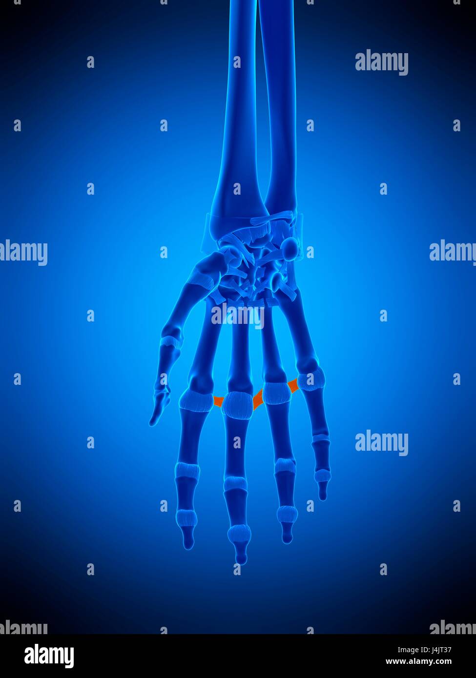 Illustration of the metacarpal ligaments. Stock Photo