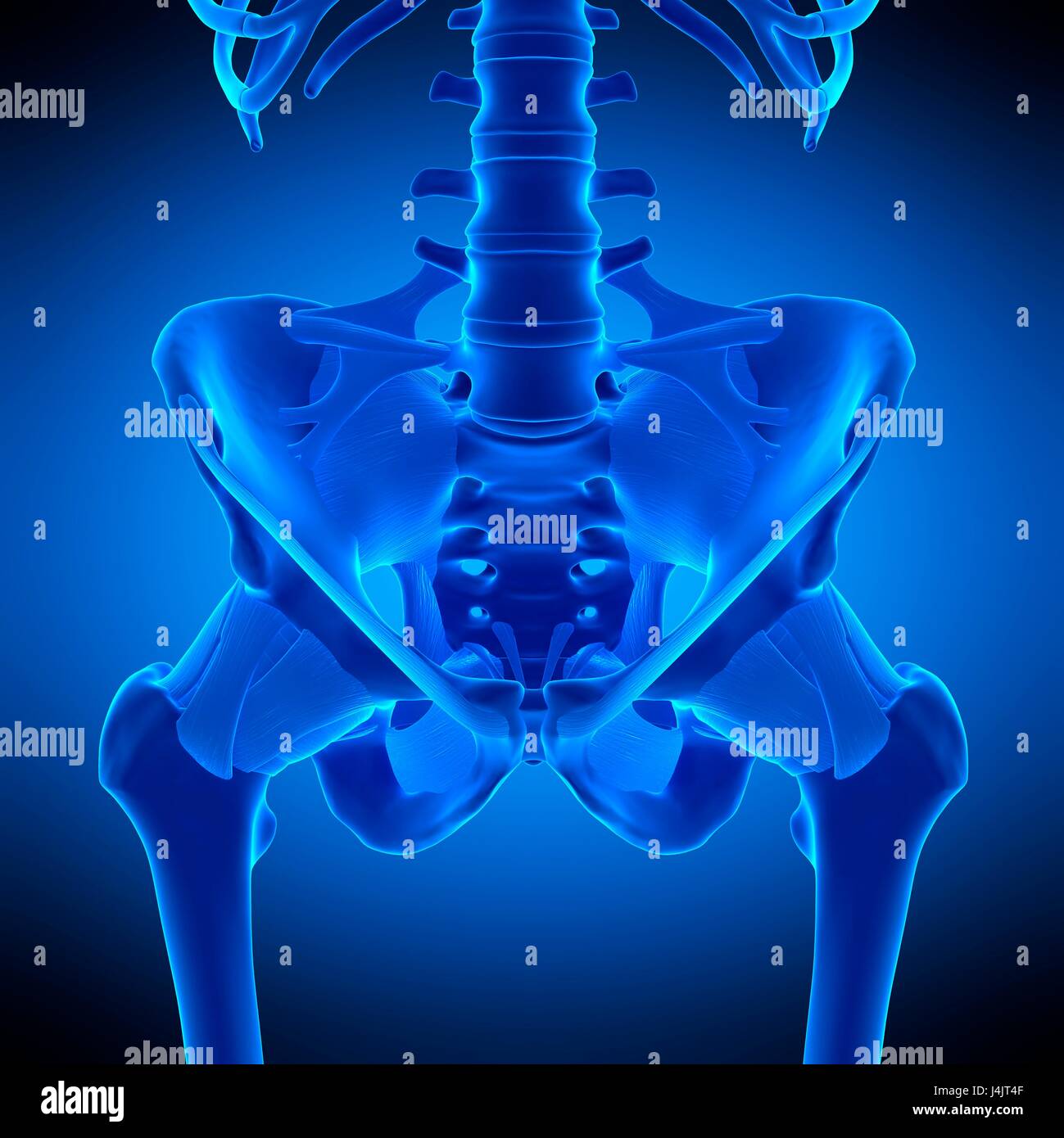 Illustration of the hip ligaments. Stock Photo