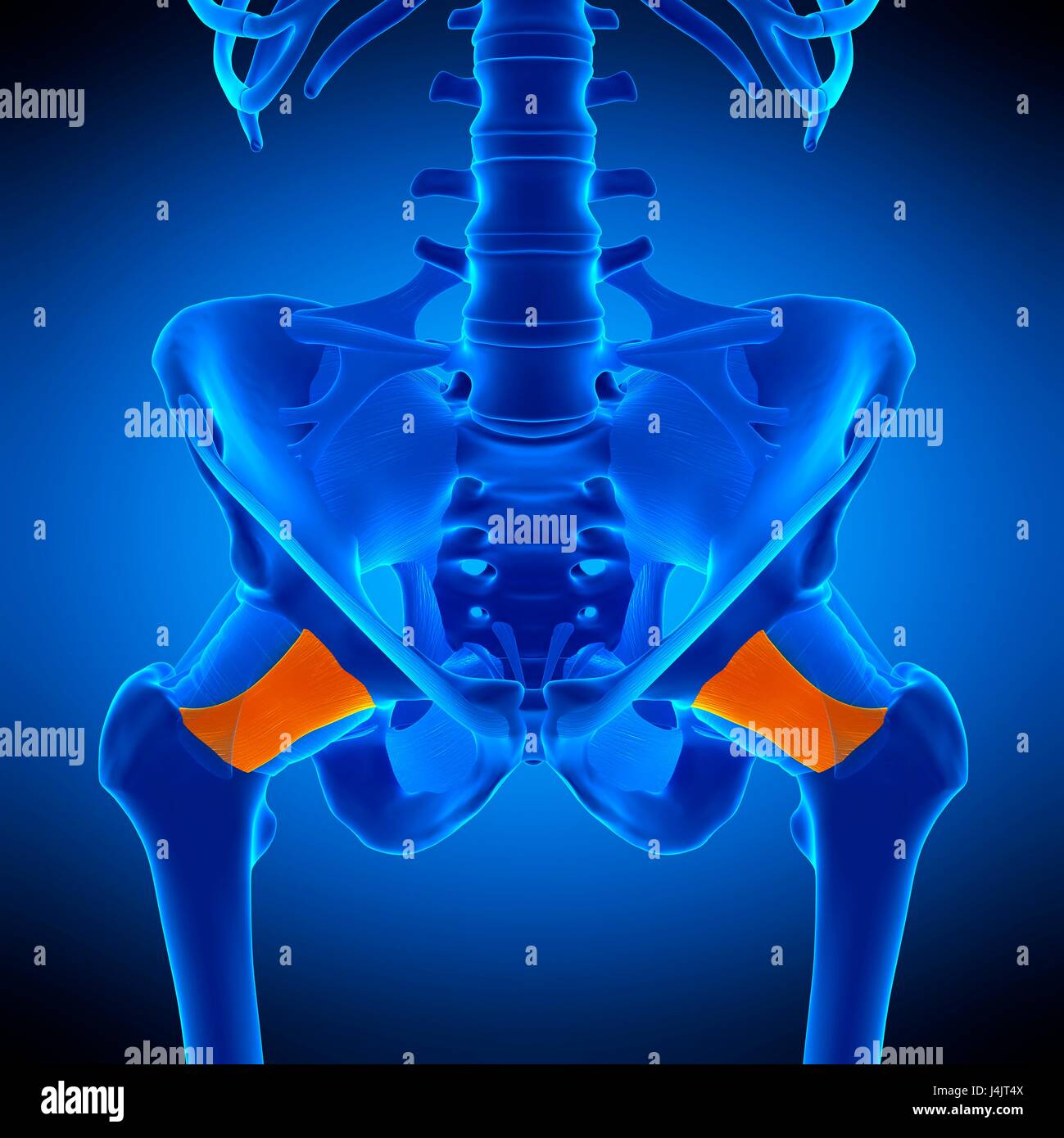 Illustration of the pubofemoral ligament. Stock Photo