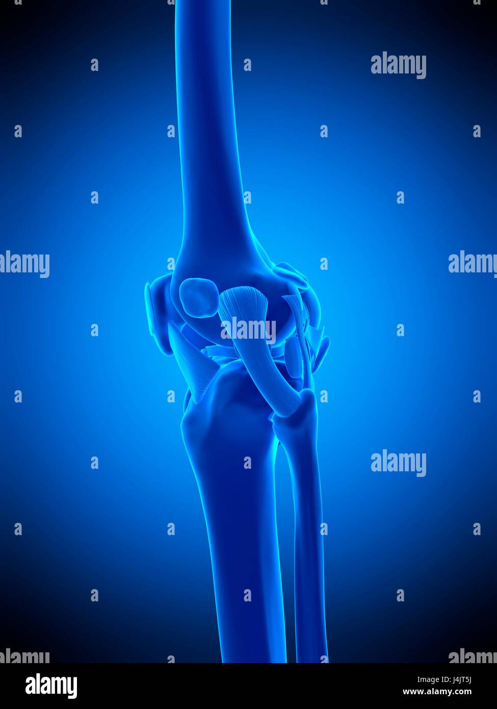 Illustration of the knee ligaments Stock Photo - Alamy