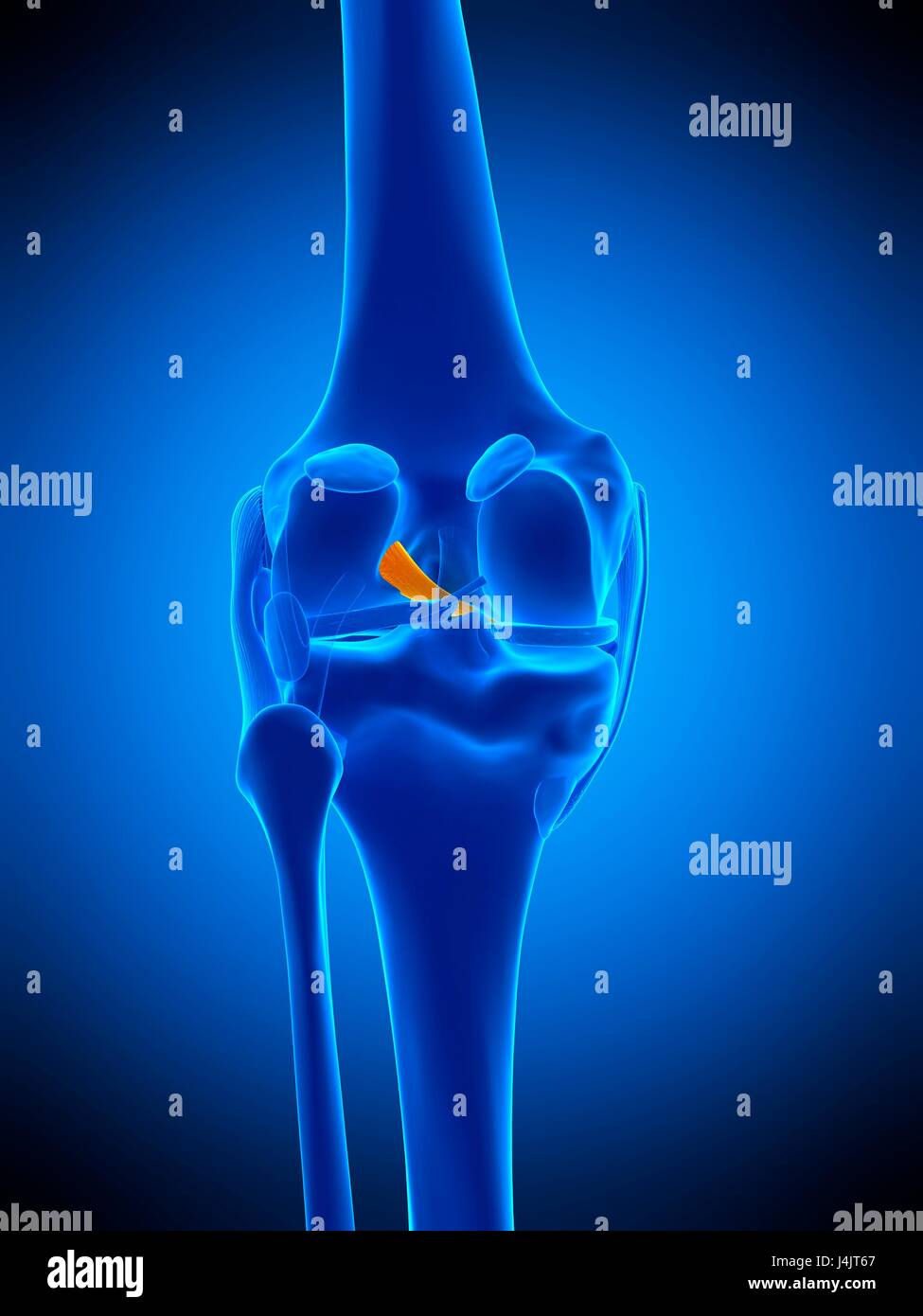 Anterior cruciate ligament 3d hi-res stock photography and images - Alamy