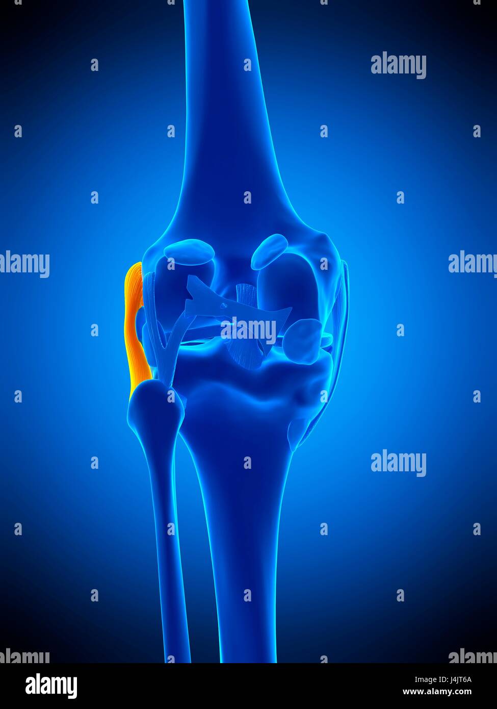 Fibular Collateral Ligament